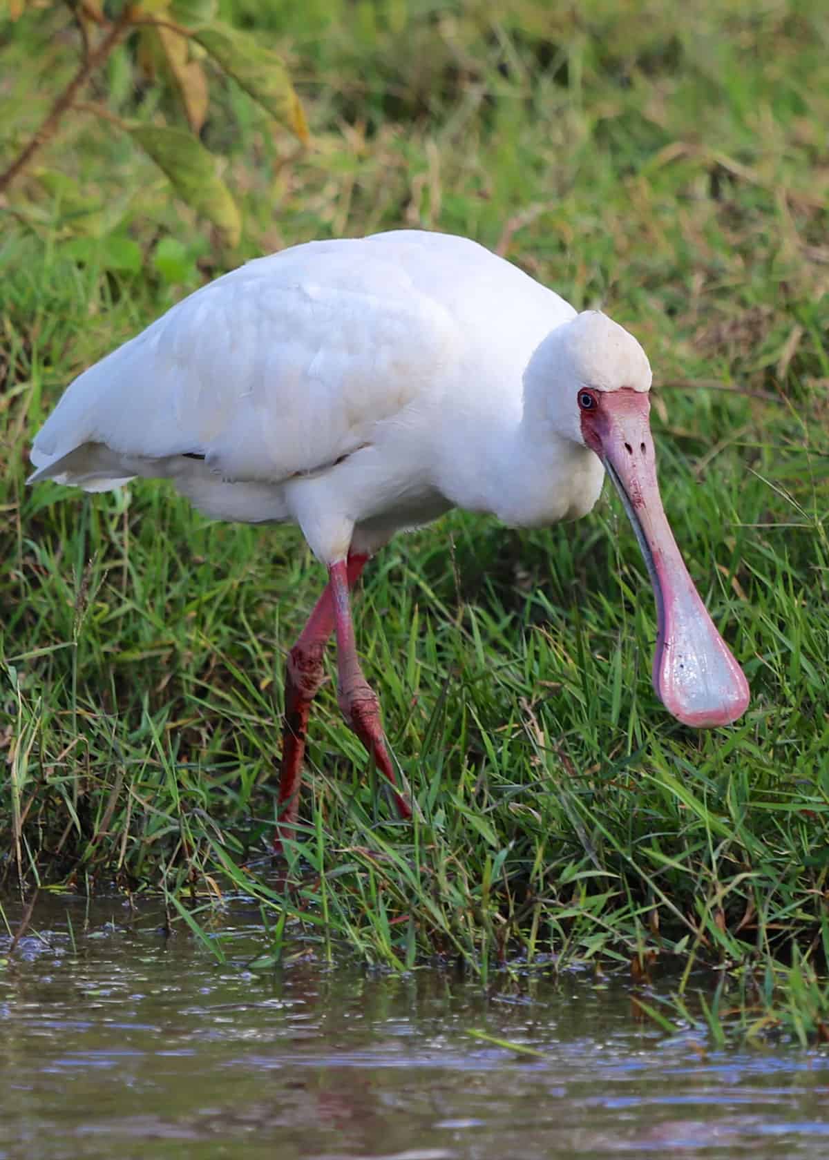 12 Facts About the African Spoonbill (Platalea alba) | Uganda365