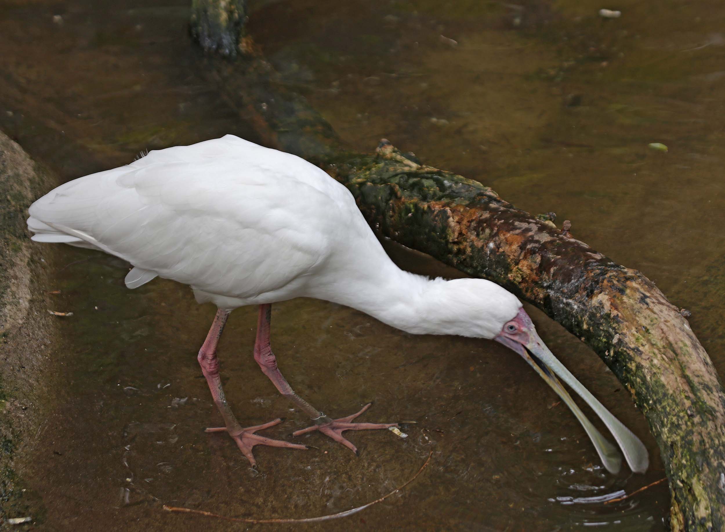 Pictures and information on African Spoonbill