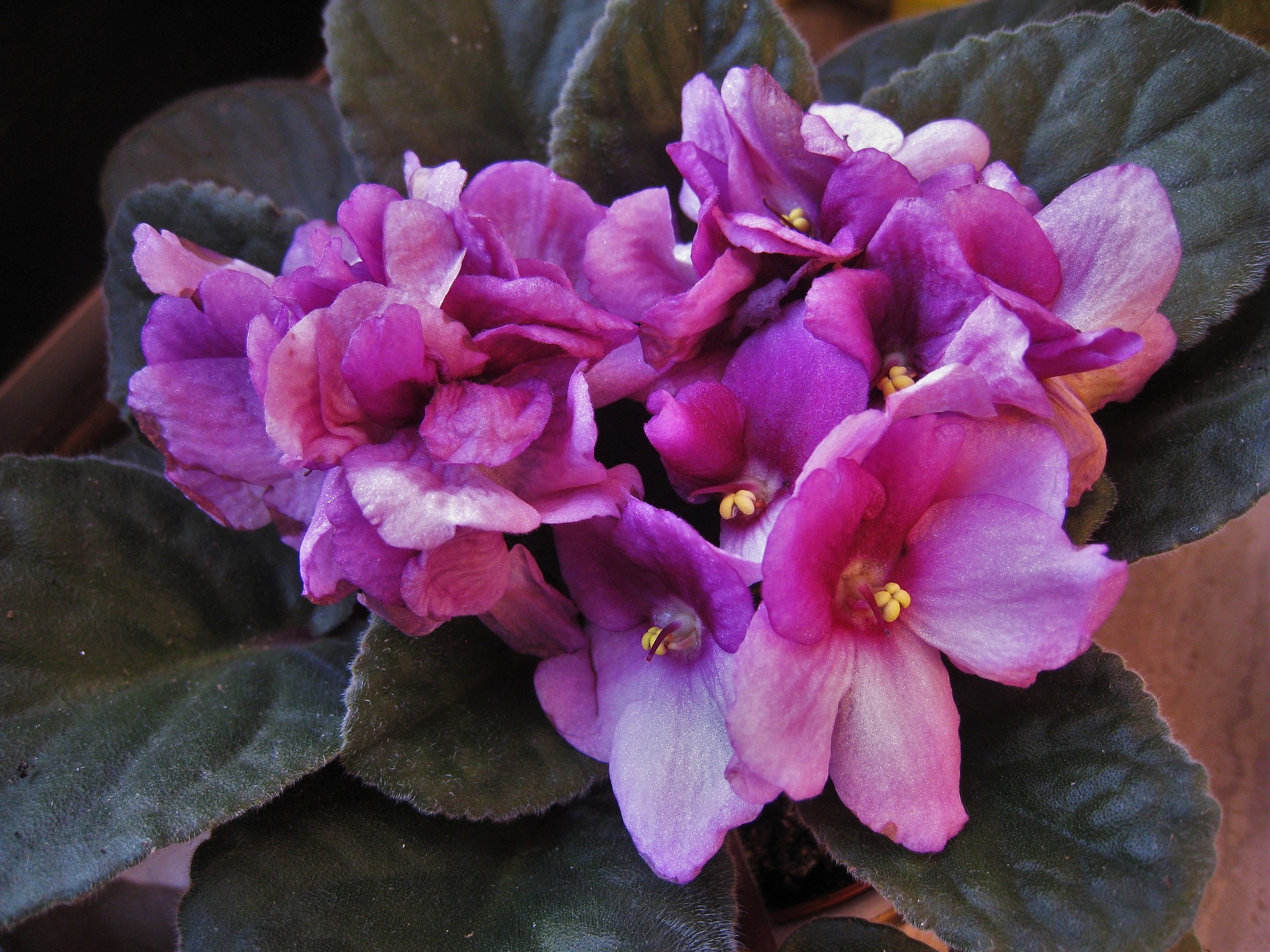 African Violets Care and Feeding | How to Grow Healthy African Violets