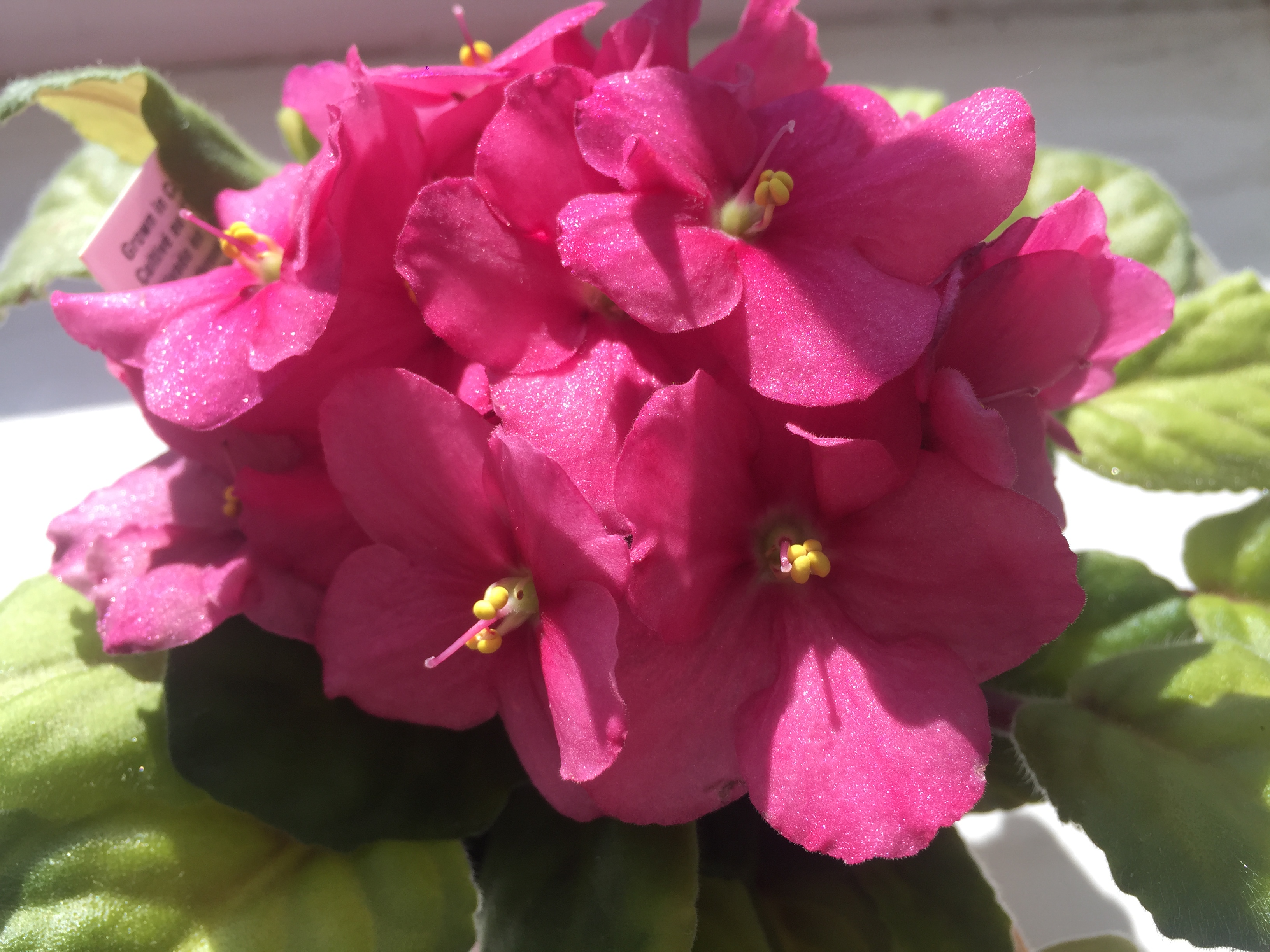 6 Steps to Keep African Violets Blooming | Espoma