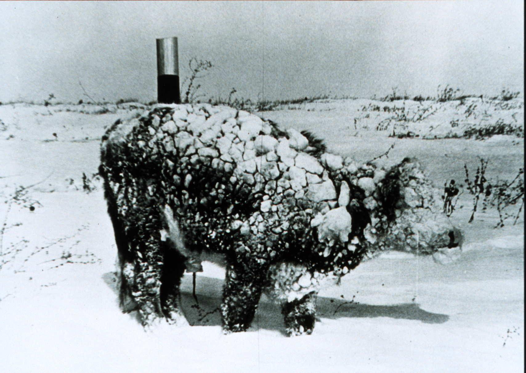 File:Young steer after blizzard - NOAA.jpg - Wikimedia Commons