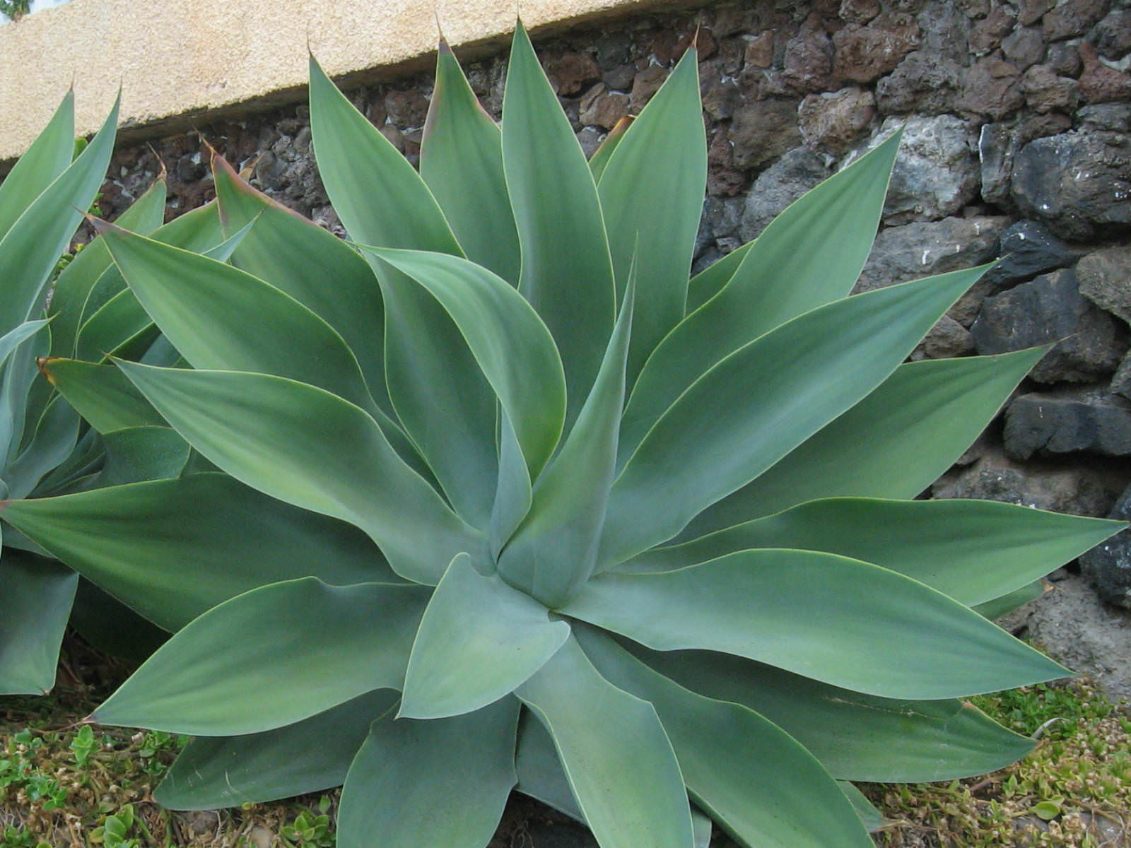 Agave attenuata (Fox Tail Agave) | World of Succulents