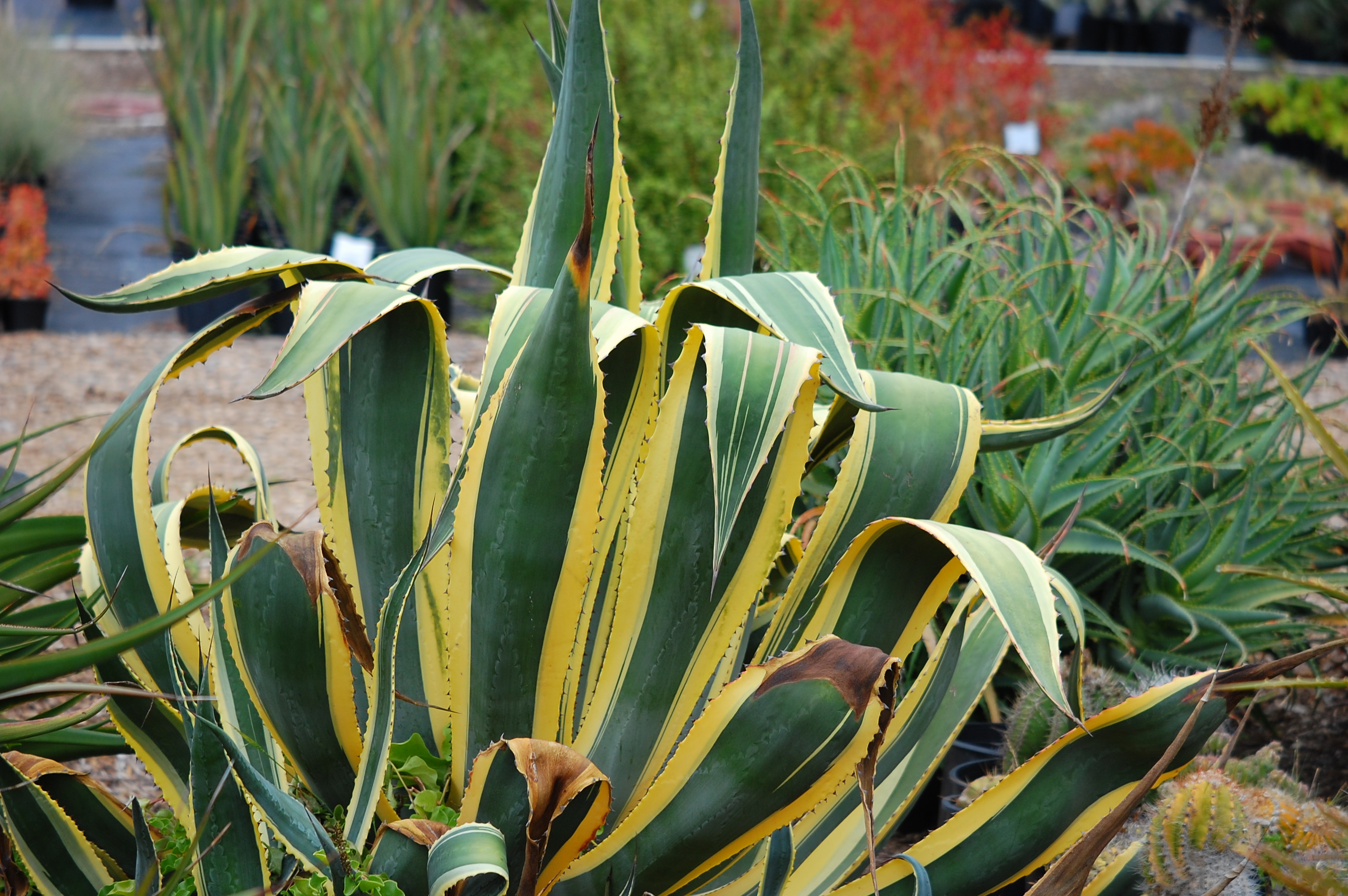 Agave cactus leaves photo