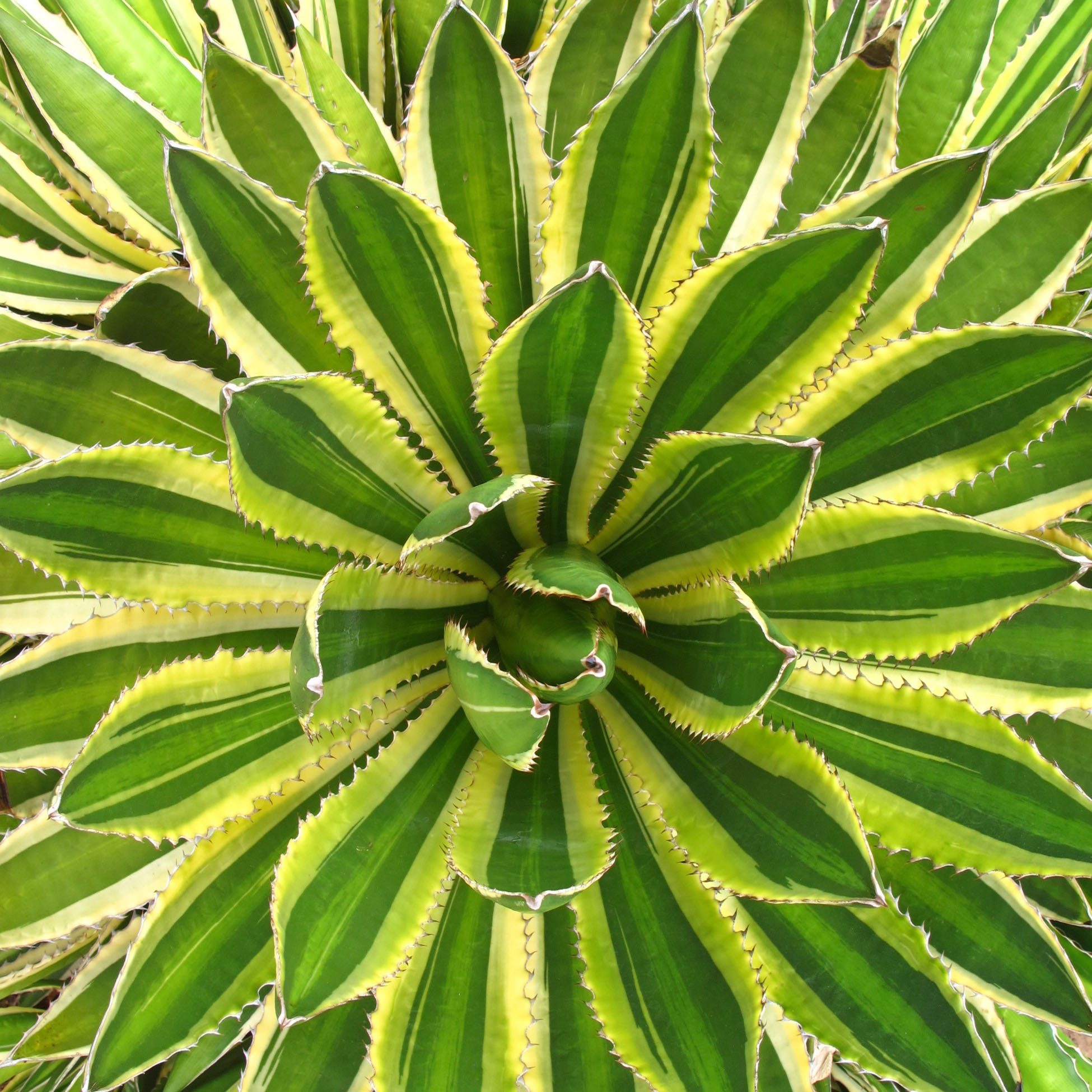 Agave lophantha 'Quadricolor' - Cacti.com