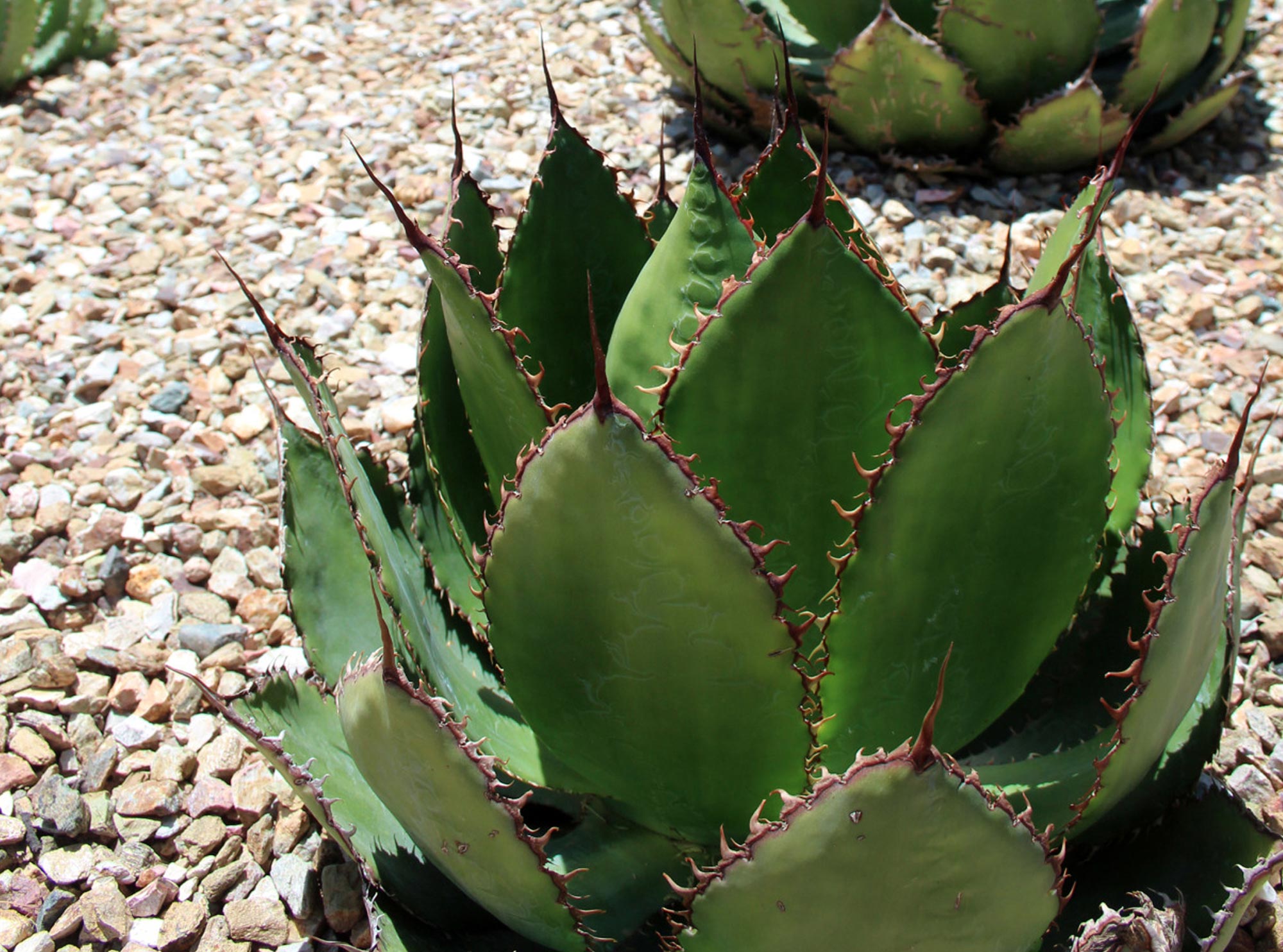 Agave and Cactus for sale in the Phoenix area - Desert Horizon Nursery