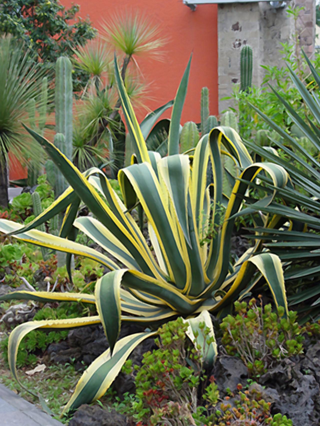 Common Agave Pests | HGTV