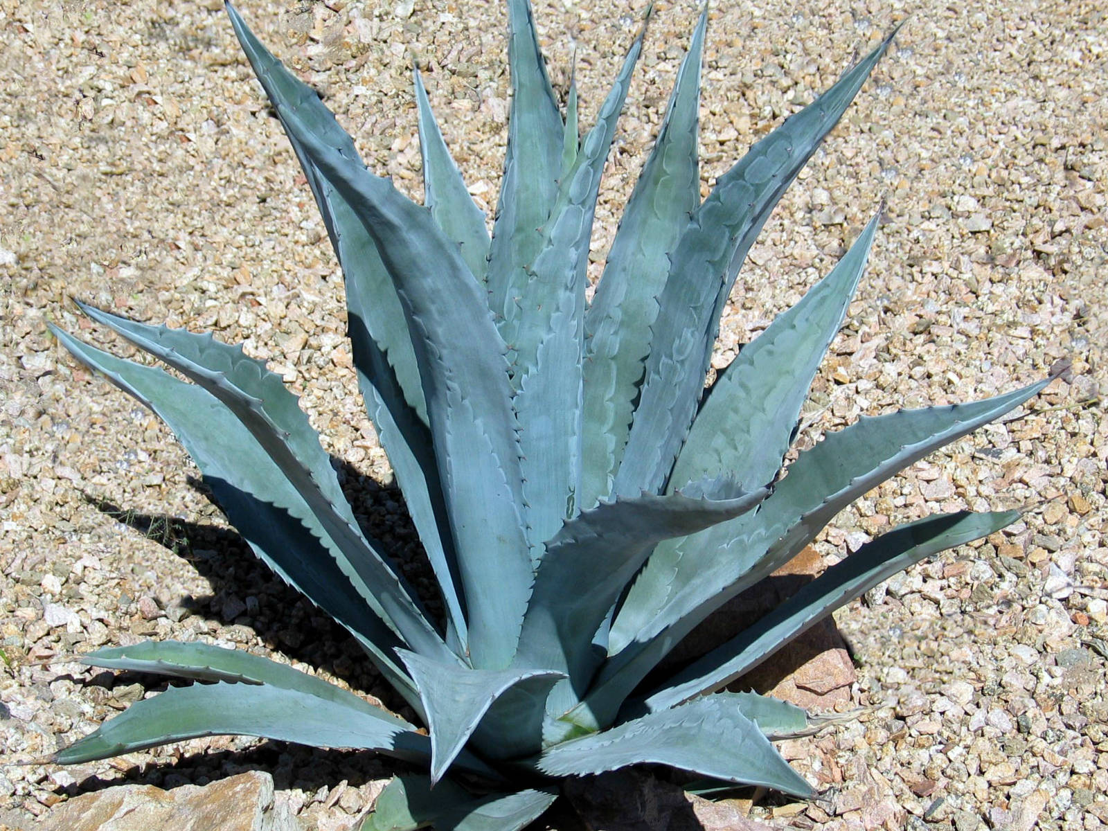 Agave americana (Century Plant, American Aloe) | Agaves, Plants and ...