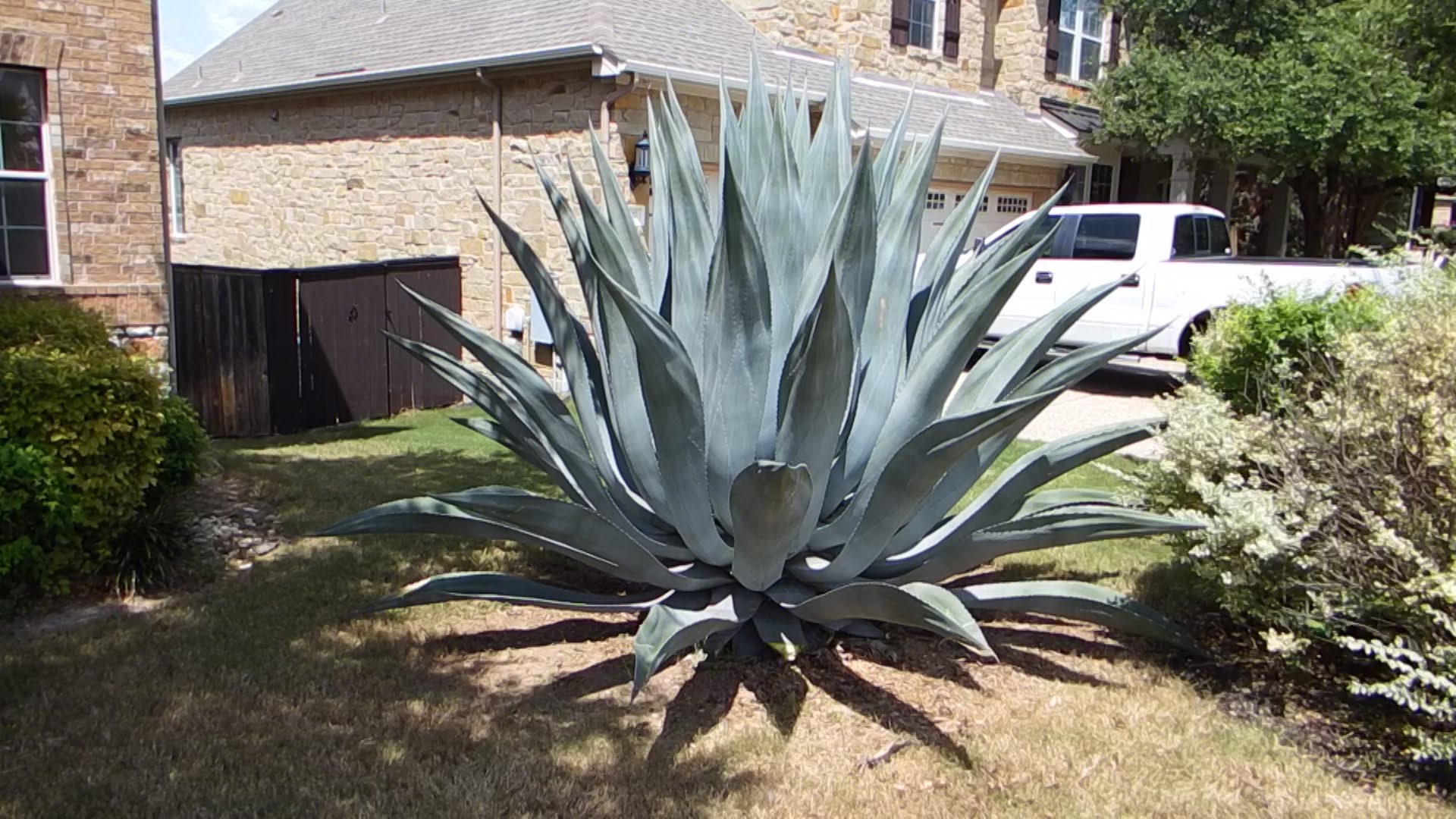 How to care for an agave plant and help it grow huge! - YouTube
