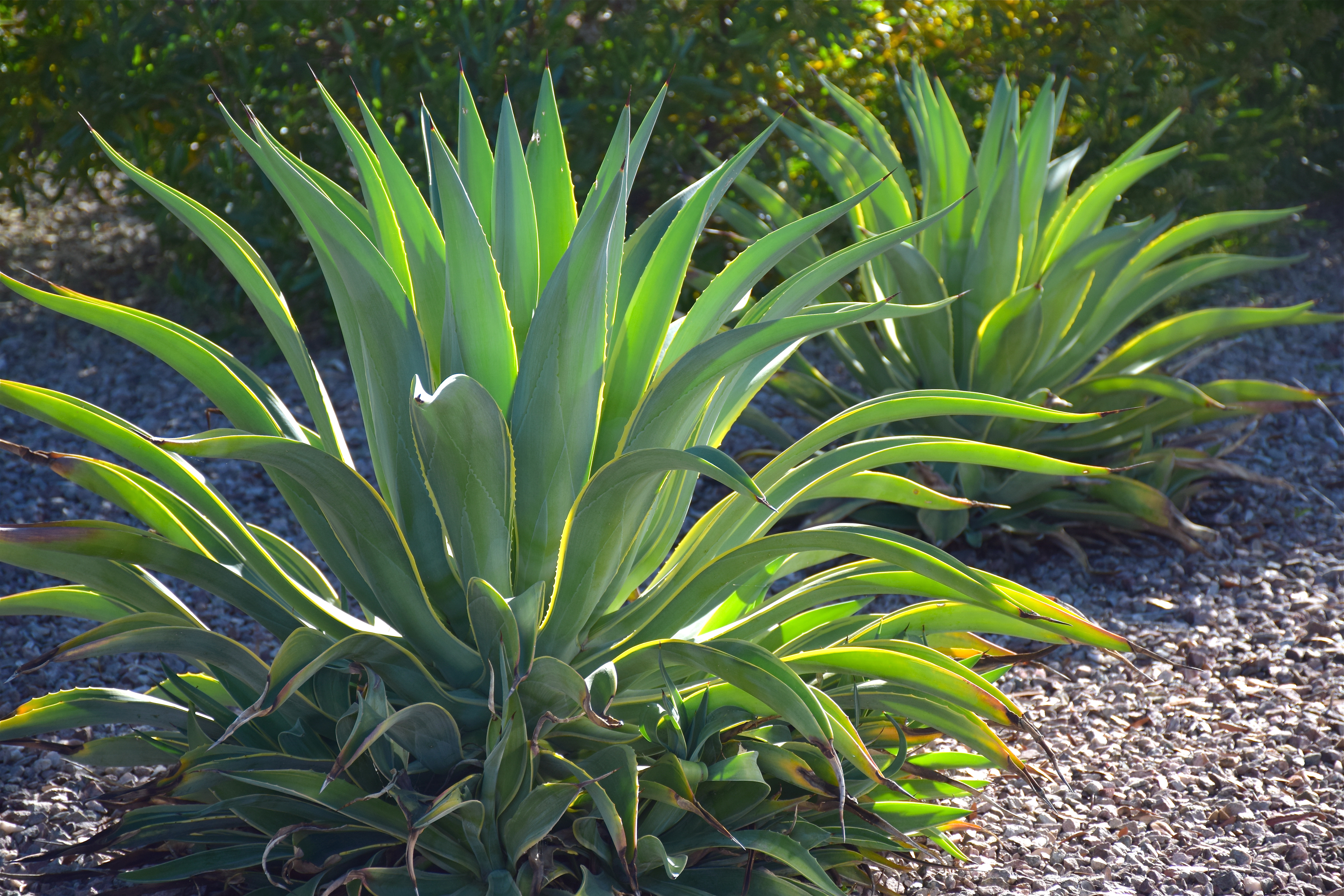 Agave plant leaves photo