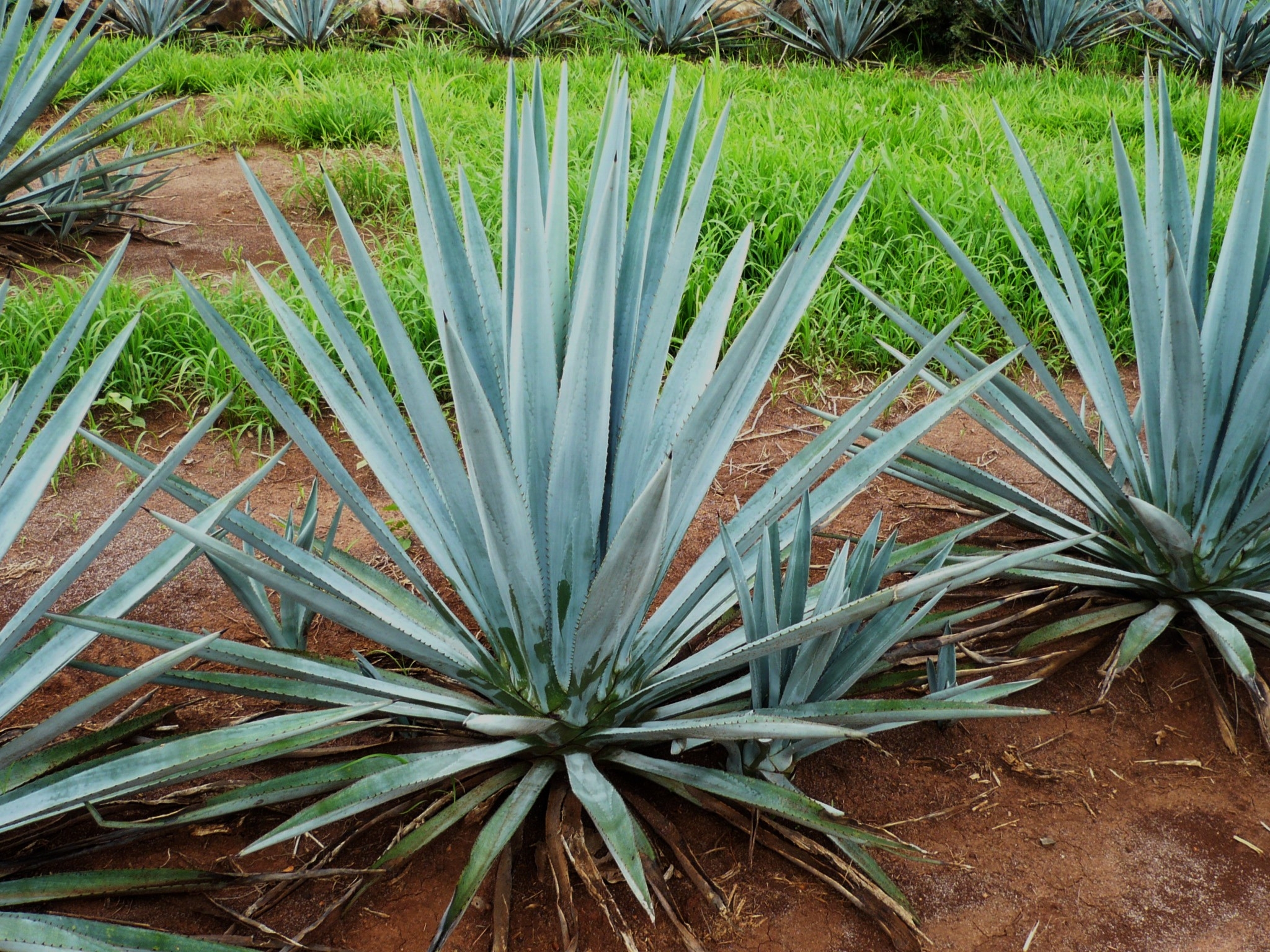 Ingredient in tequila plant may fight osteoporosis and other ...