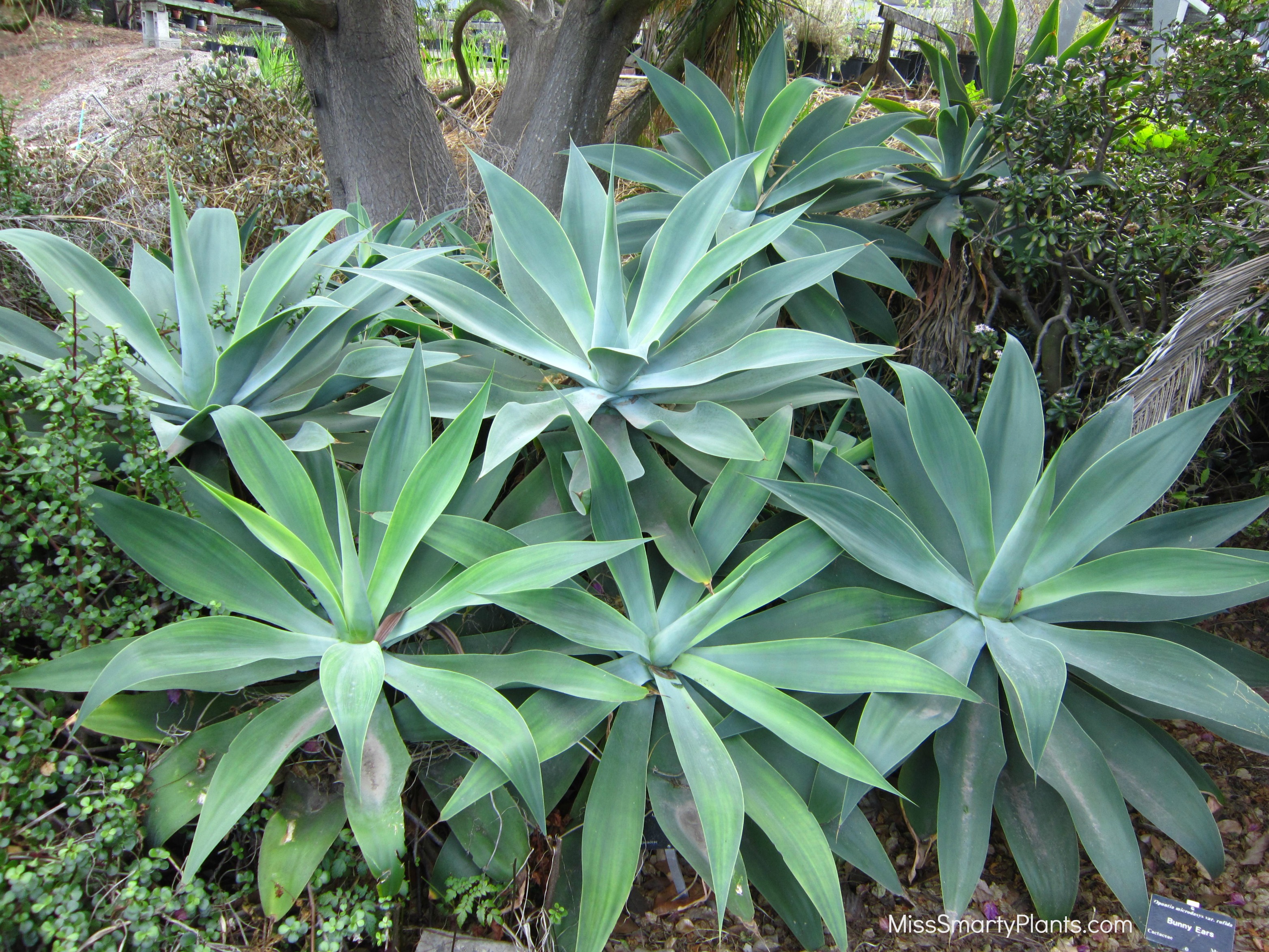 Agaves and Aloes at the South Coast Botanic Garden - Miss Smarty Plants