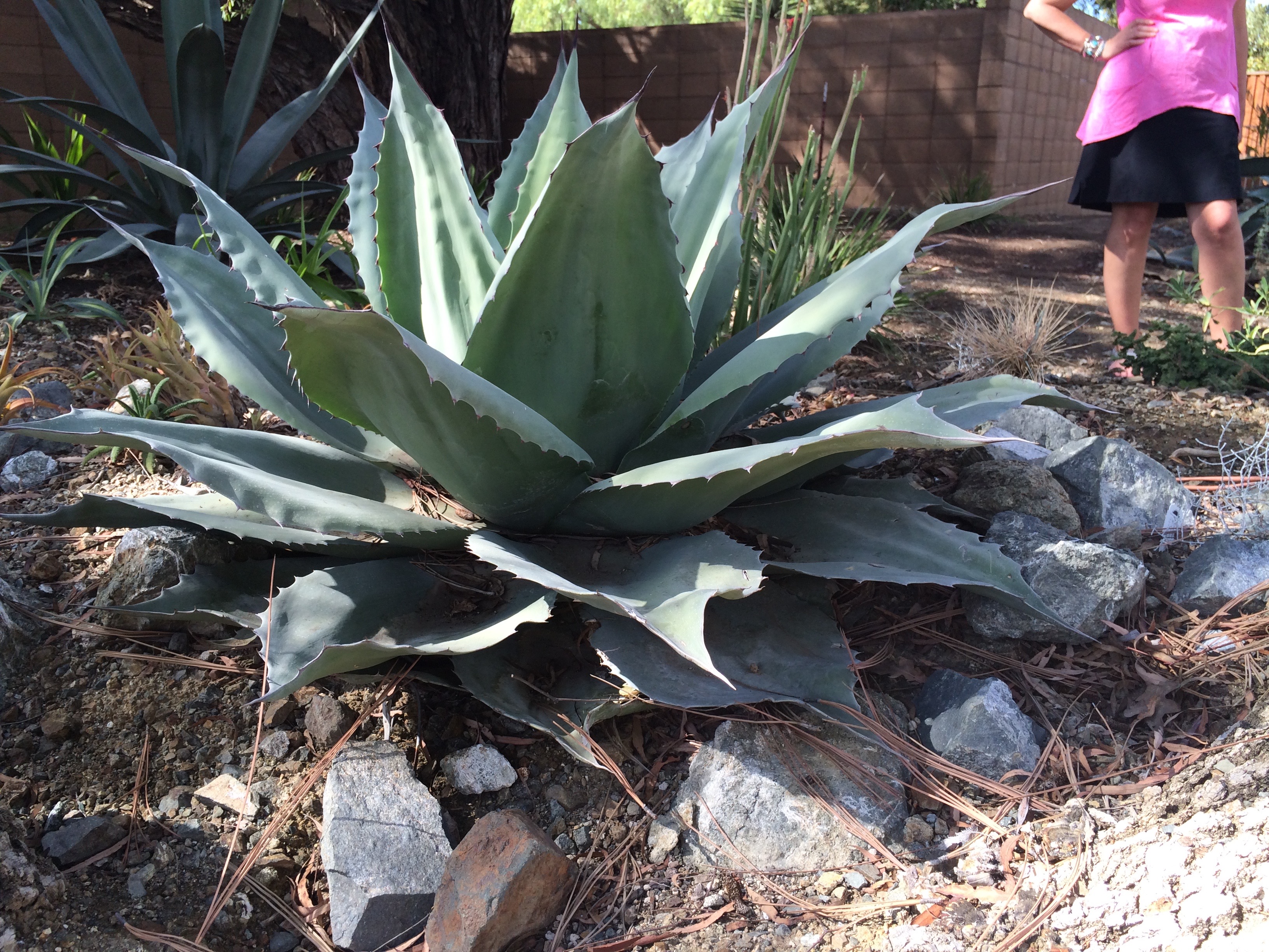 Growing Agave in My Maritime NW Garden | GardenRiots