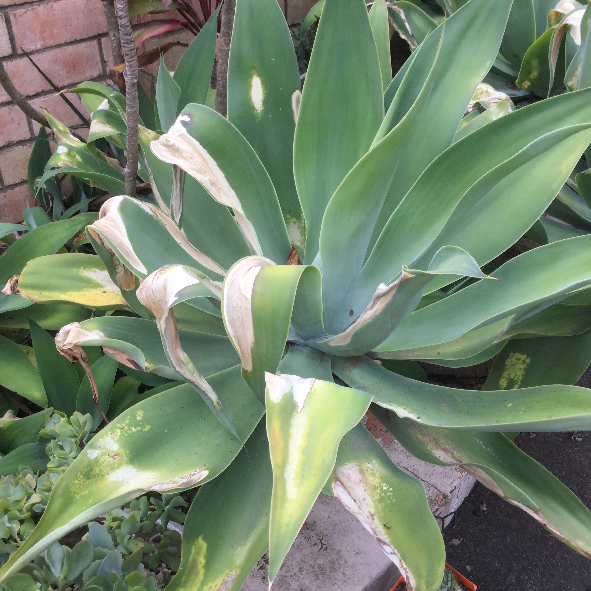 My agave attenuata leaves have started to go creamy white and die ...