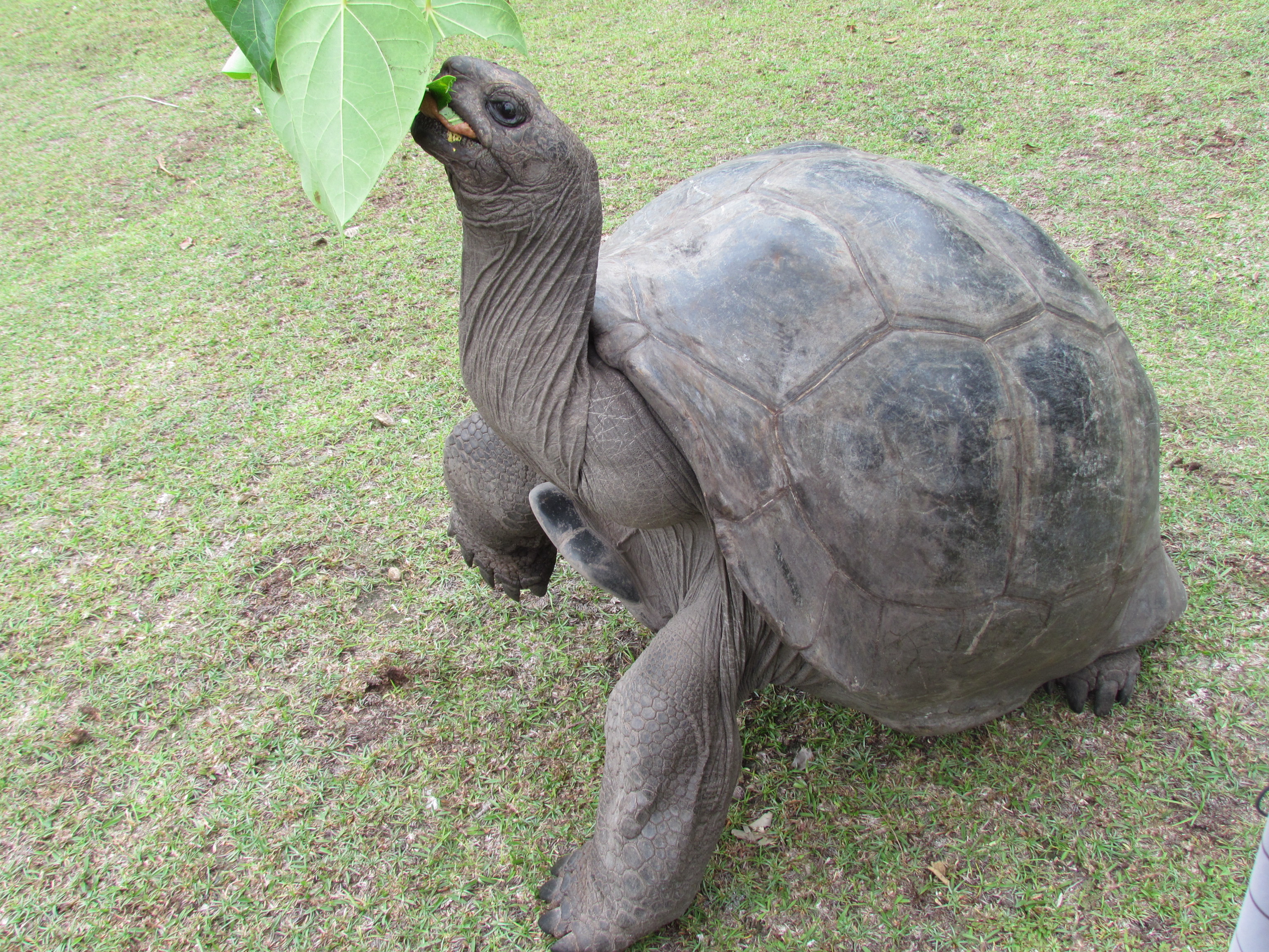 Aldabra Giant Tortoise Pictures Diet Breeding Life Cycle ...