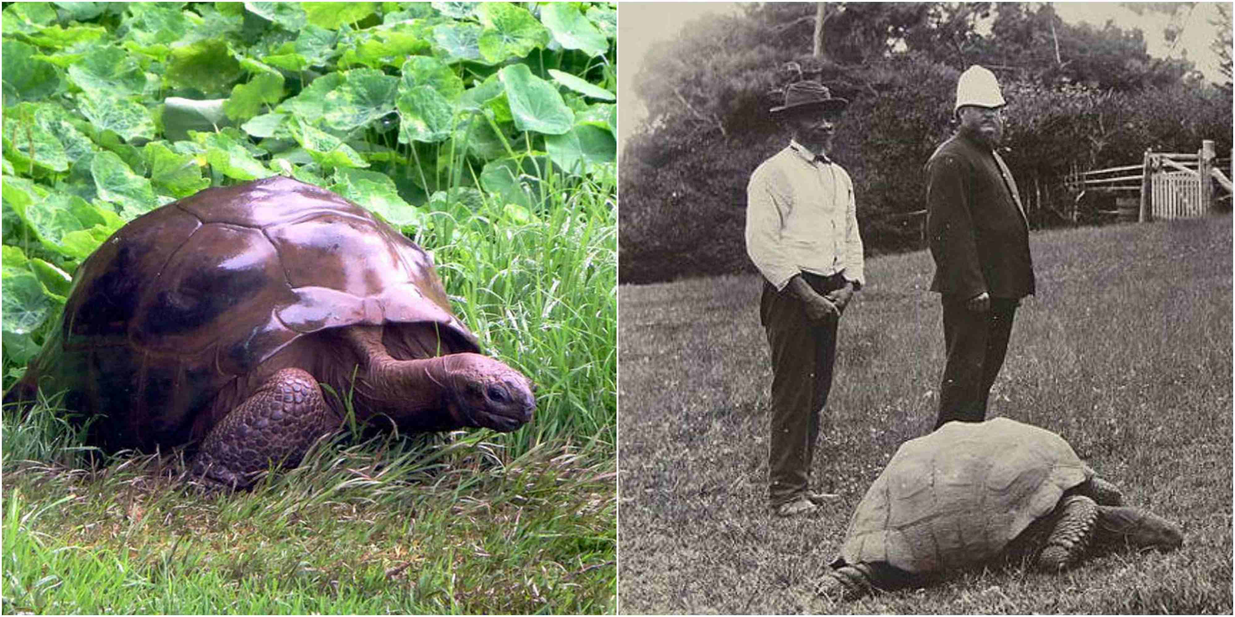 Jonathan the tortoise, who is the world's oldest reptile and ...