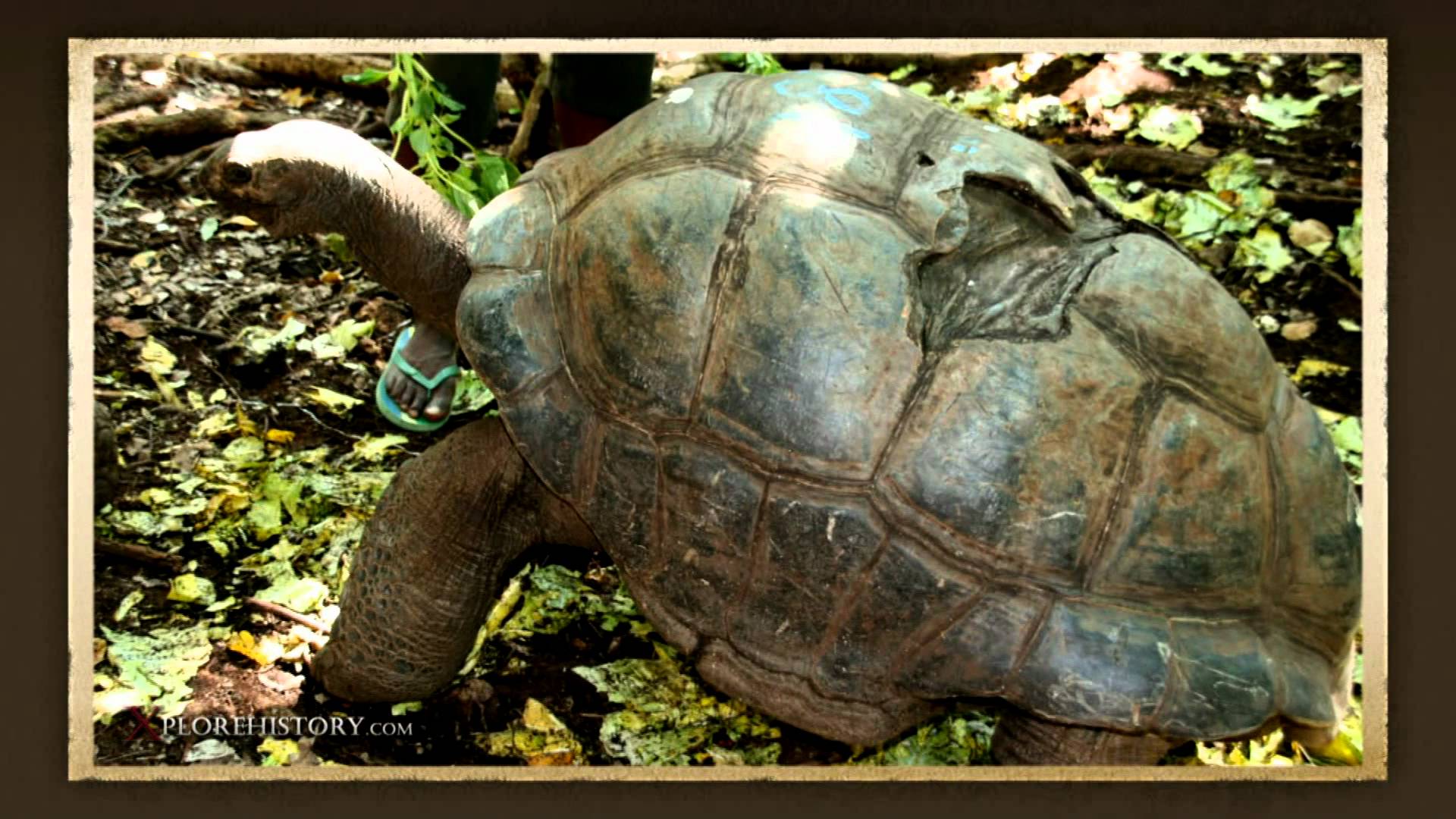 Zanzibar 2011 - Oldest Turtle in World 185 Years • Giant Tortoise ...