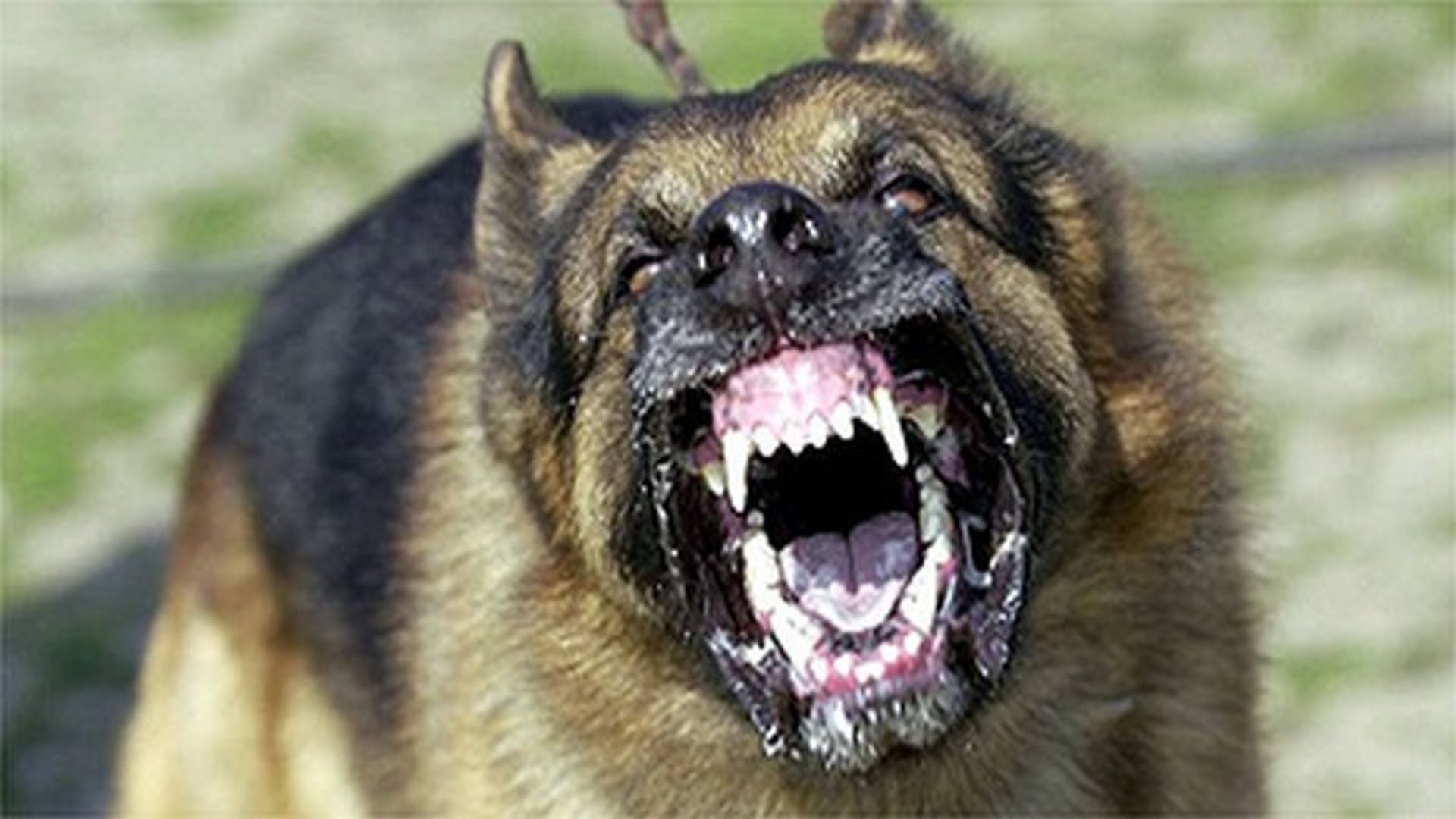 World's Top 10 Most Dangerous Dogs | Aggressive Dogs | Strongest ...