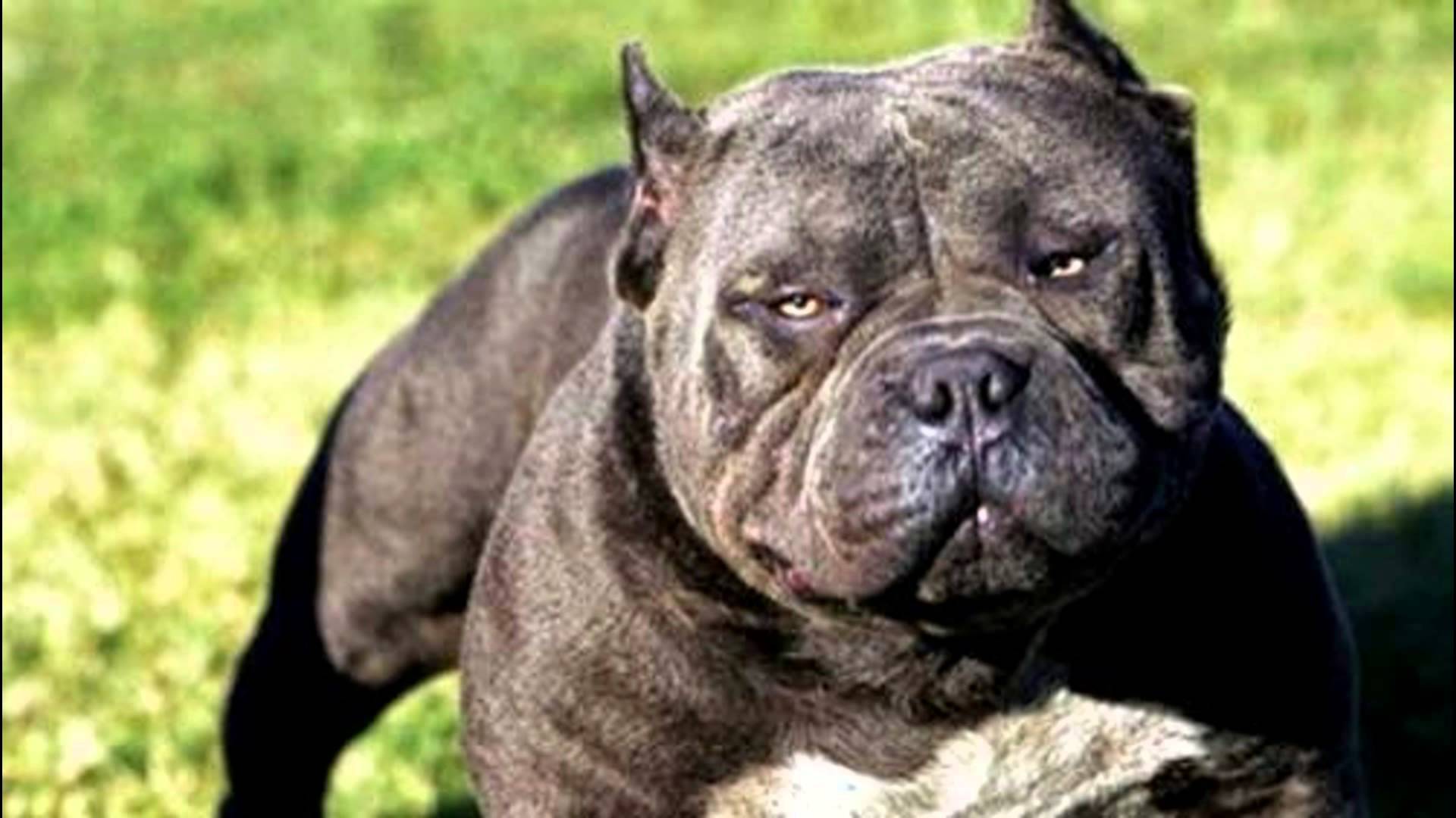 Top 20 Most Aggressive Dogs - YouTube