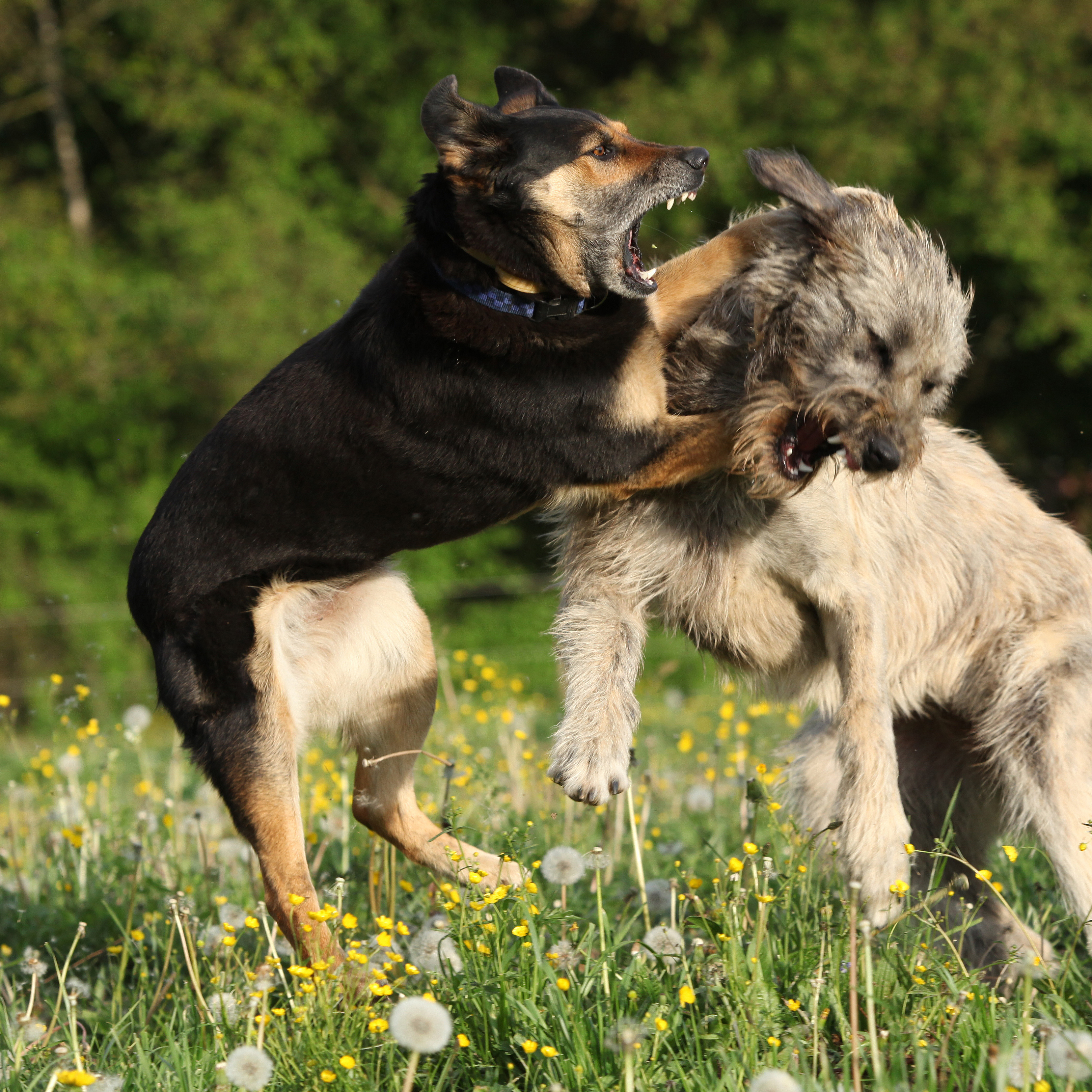 Is My Dog Aggressive by Professional Pet Sitting EtcProfessional Pet ...