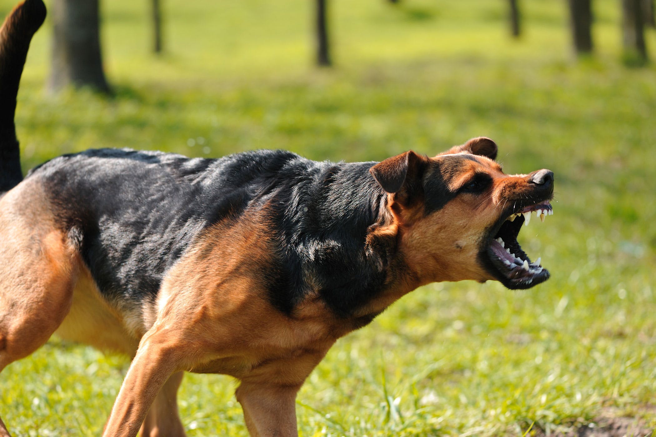Aggression Toward Familiar People in Dogs - Symptoms, Causes ...