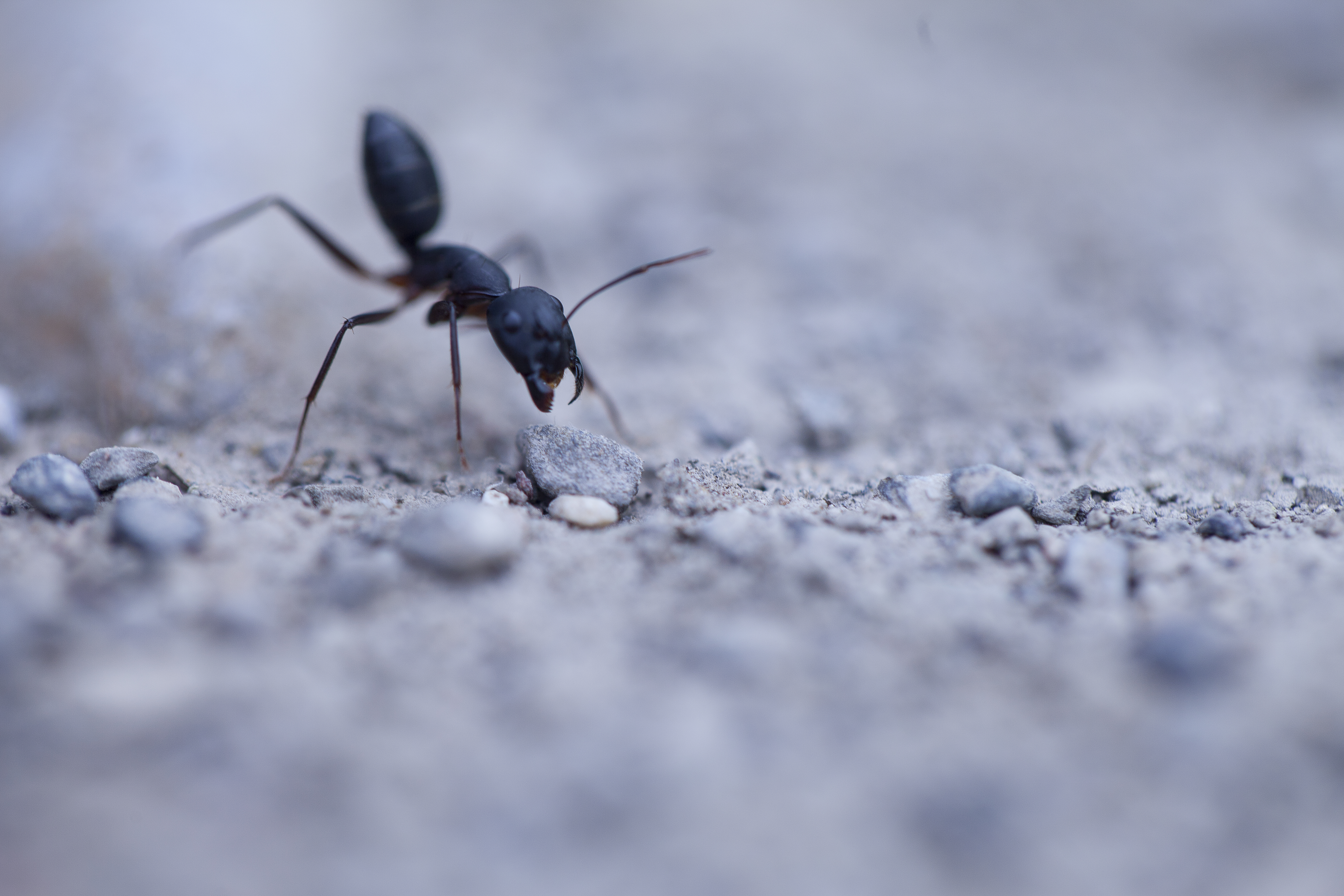 Agressive ant photo