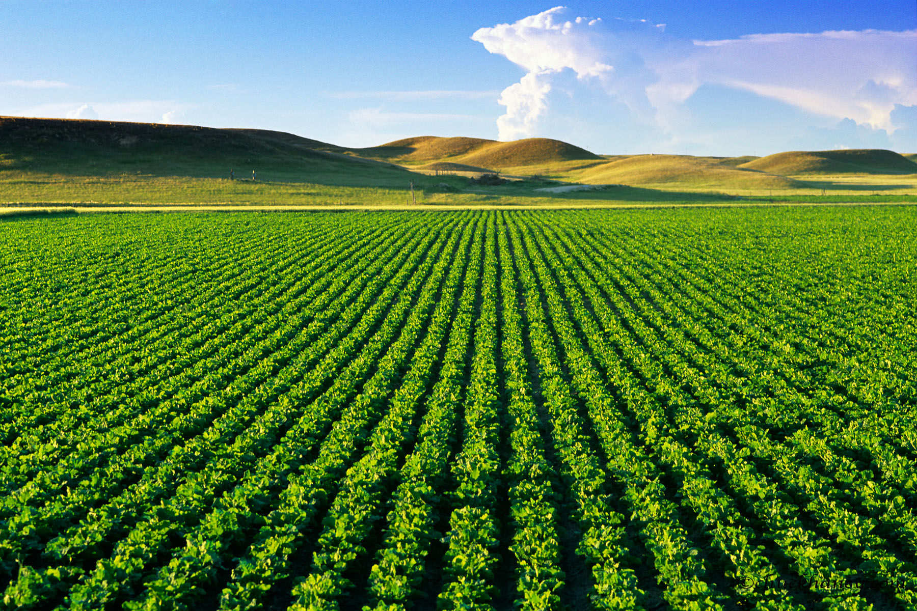 Agro Outsourcing Target: 10,000 Hectares in Kazakhstan | Financial ...