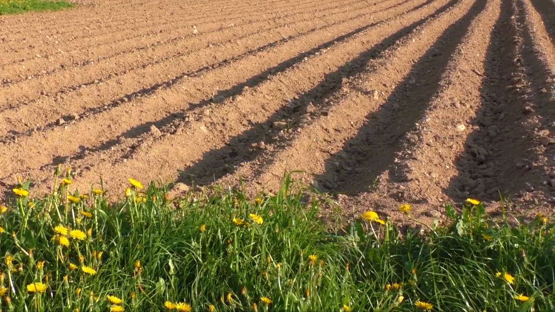 Agricultural field that was plowed furrows for planting potatoes ...