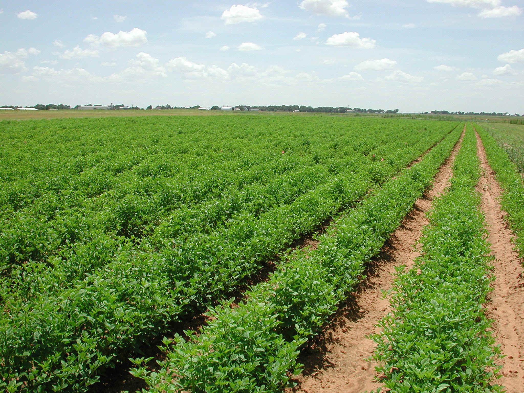 Find Agricultural Land for sale and rent in Cambodia at ADS Cambodia ...