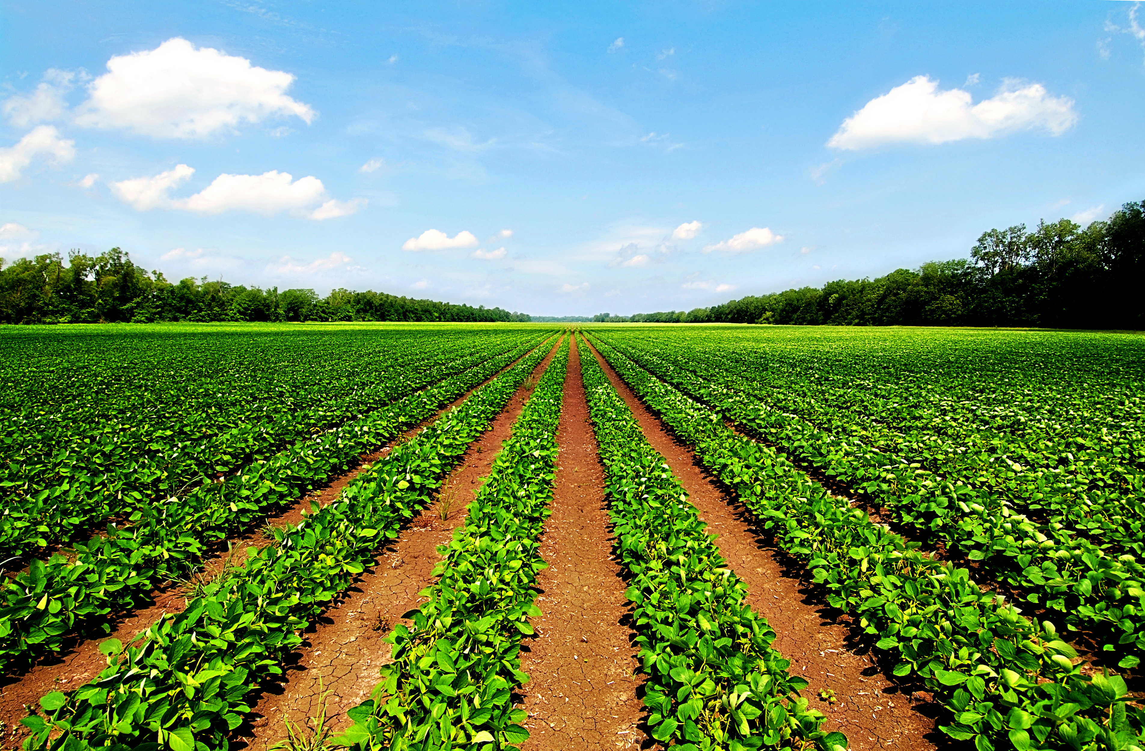 Agricultural Land | Farms for Sale | Land Agents | Lincolnshire
