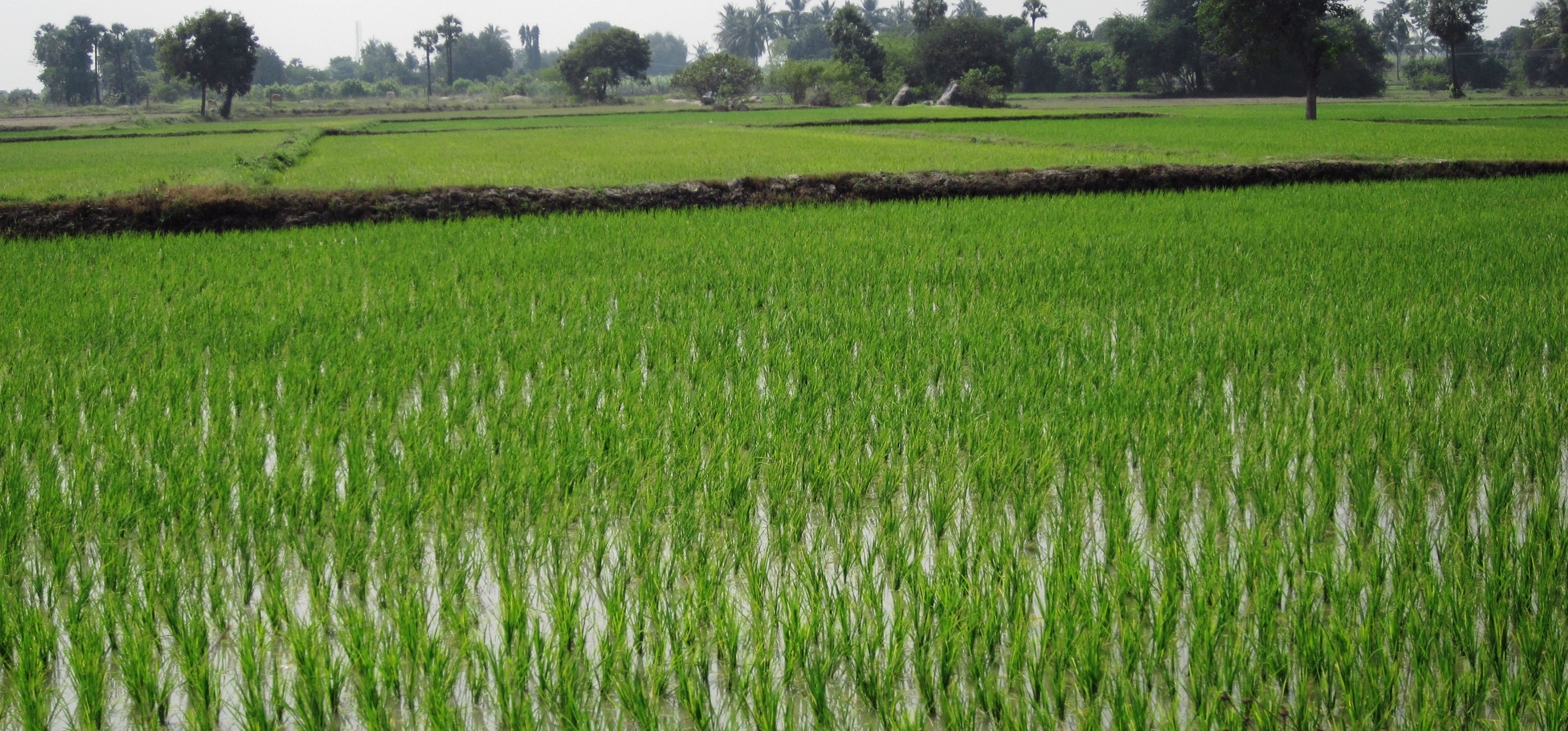 38 katha, Ready Agriculture/Farm Land for sale at Laksam ...
