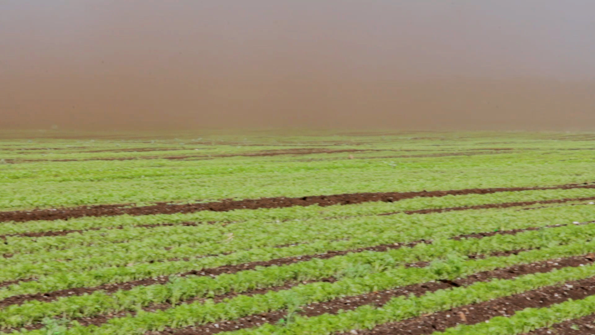 Dust-storm on agricultural lands ~ Stock Footage #69776098