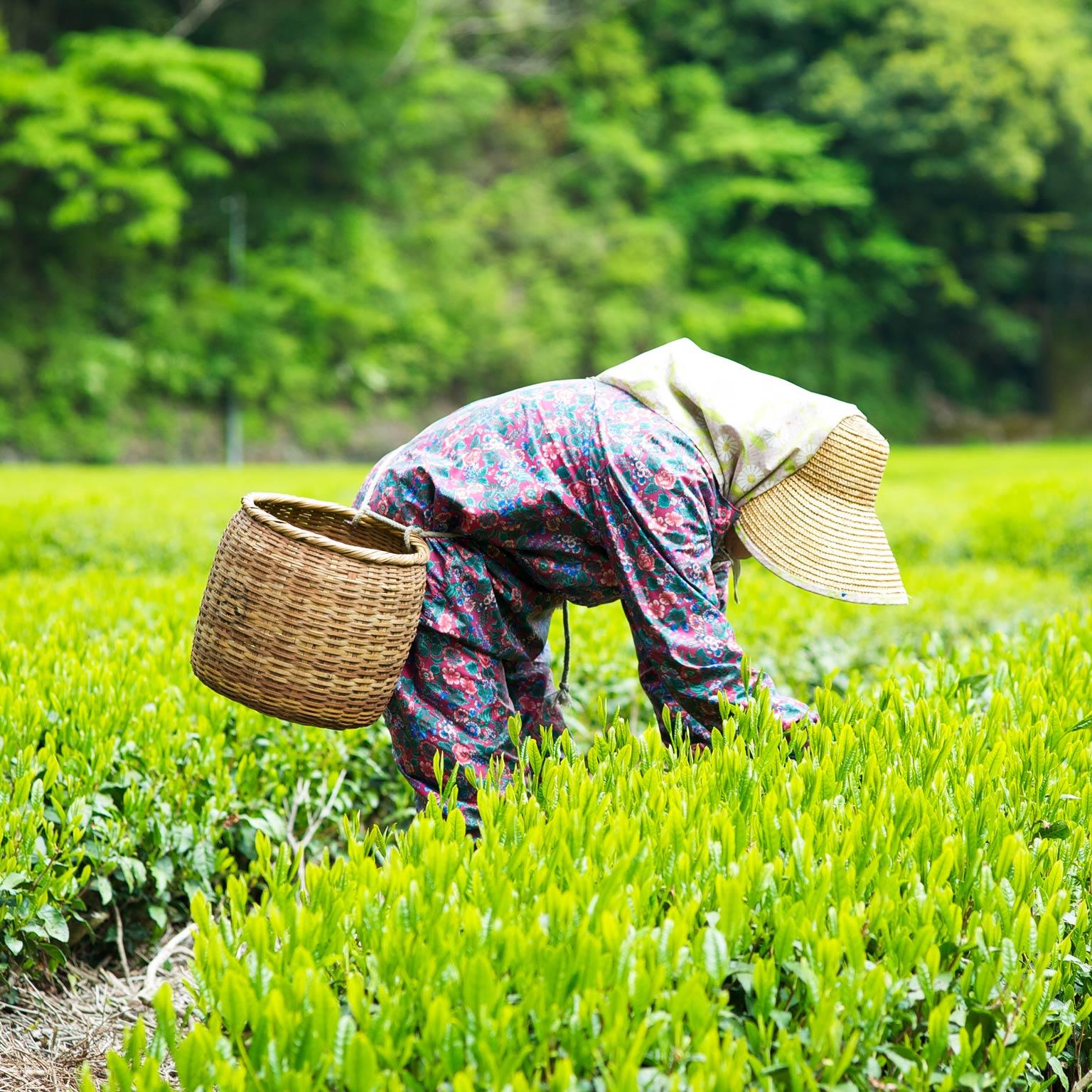 Strengthening Japanese agriculture to maximize global reach ...