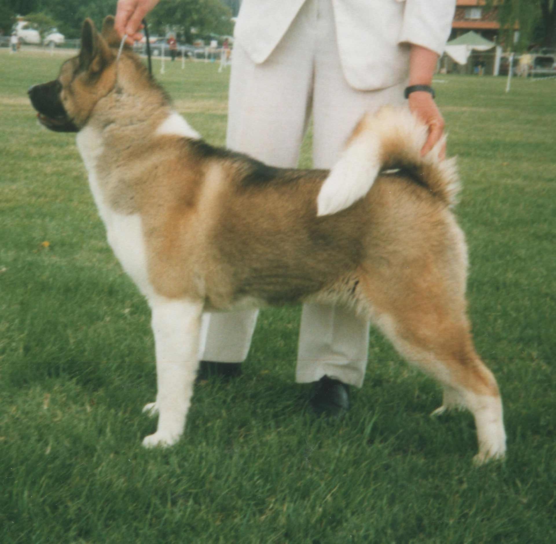 Akita Dog Breed » Information, Pictures, & More