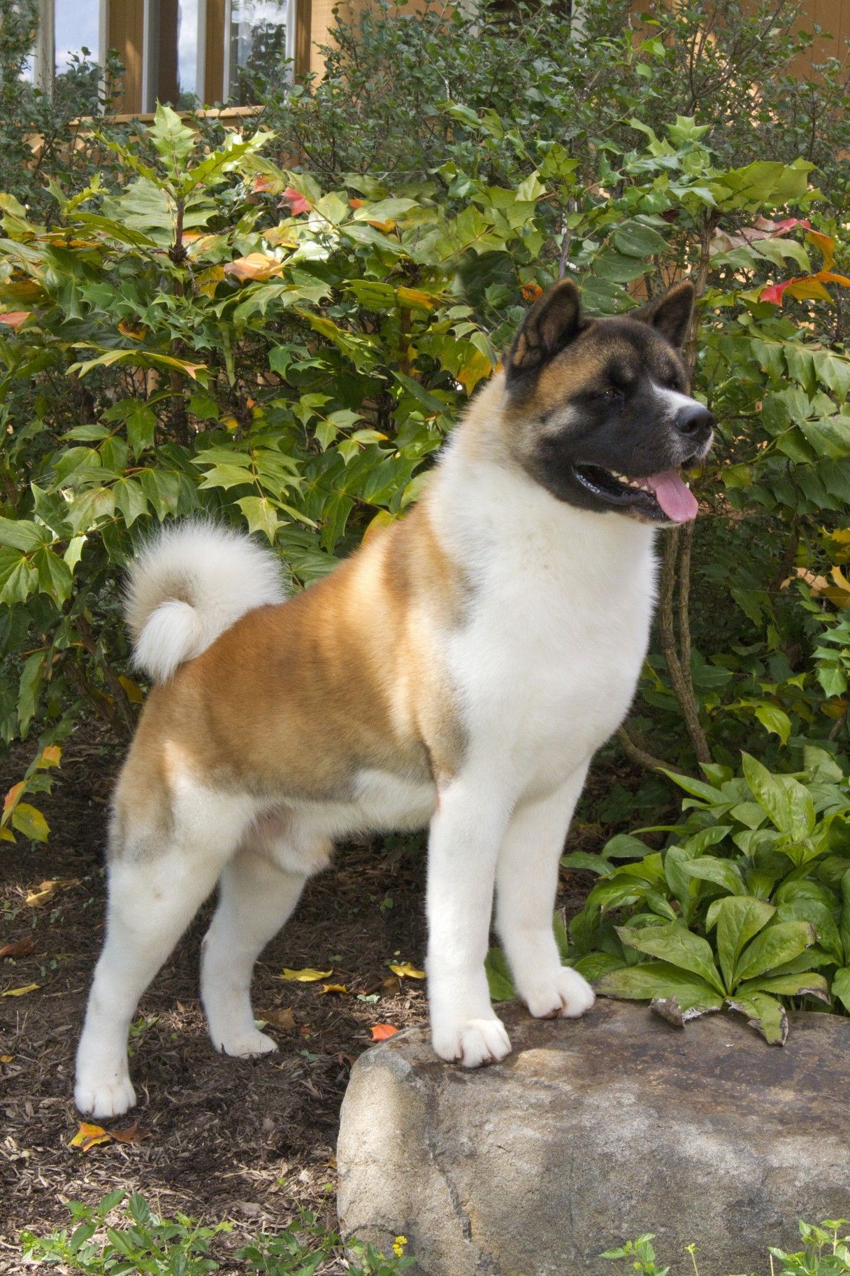 10 Surprising Facts About Akitas | Akita, Dog and Pet dogs