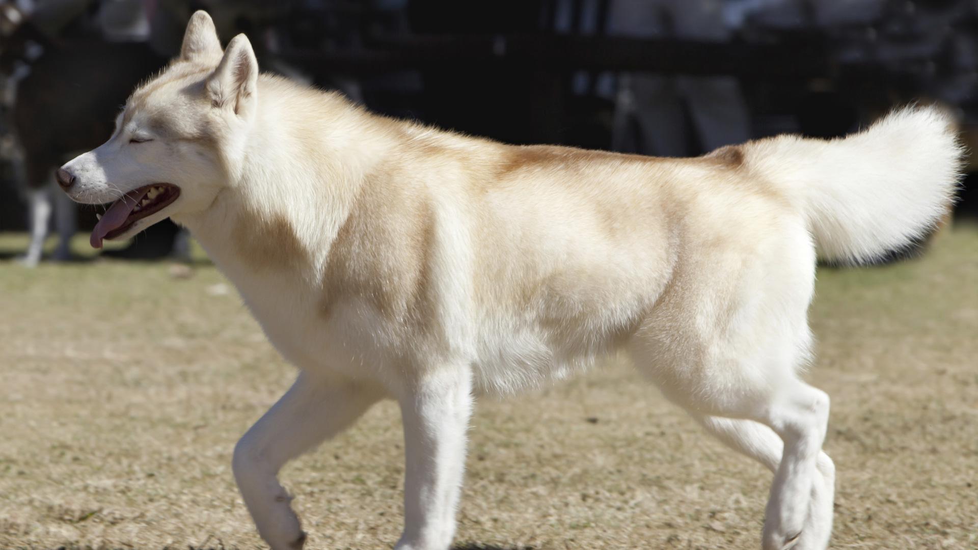 Meet the breed: Akita