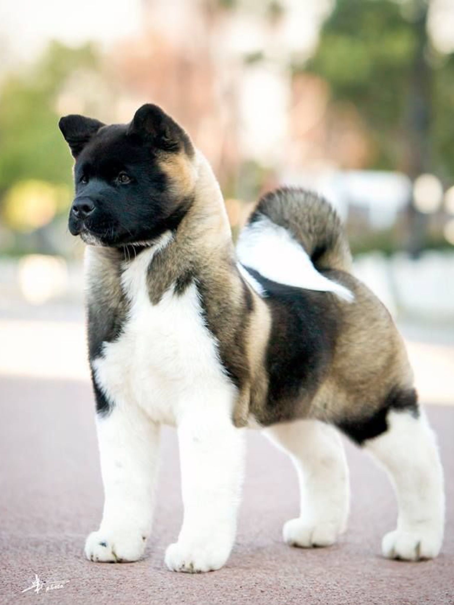Pin by marielouise lomba on dogs | Pinterest | Akita, Dog and Animal