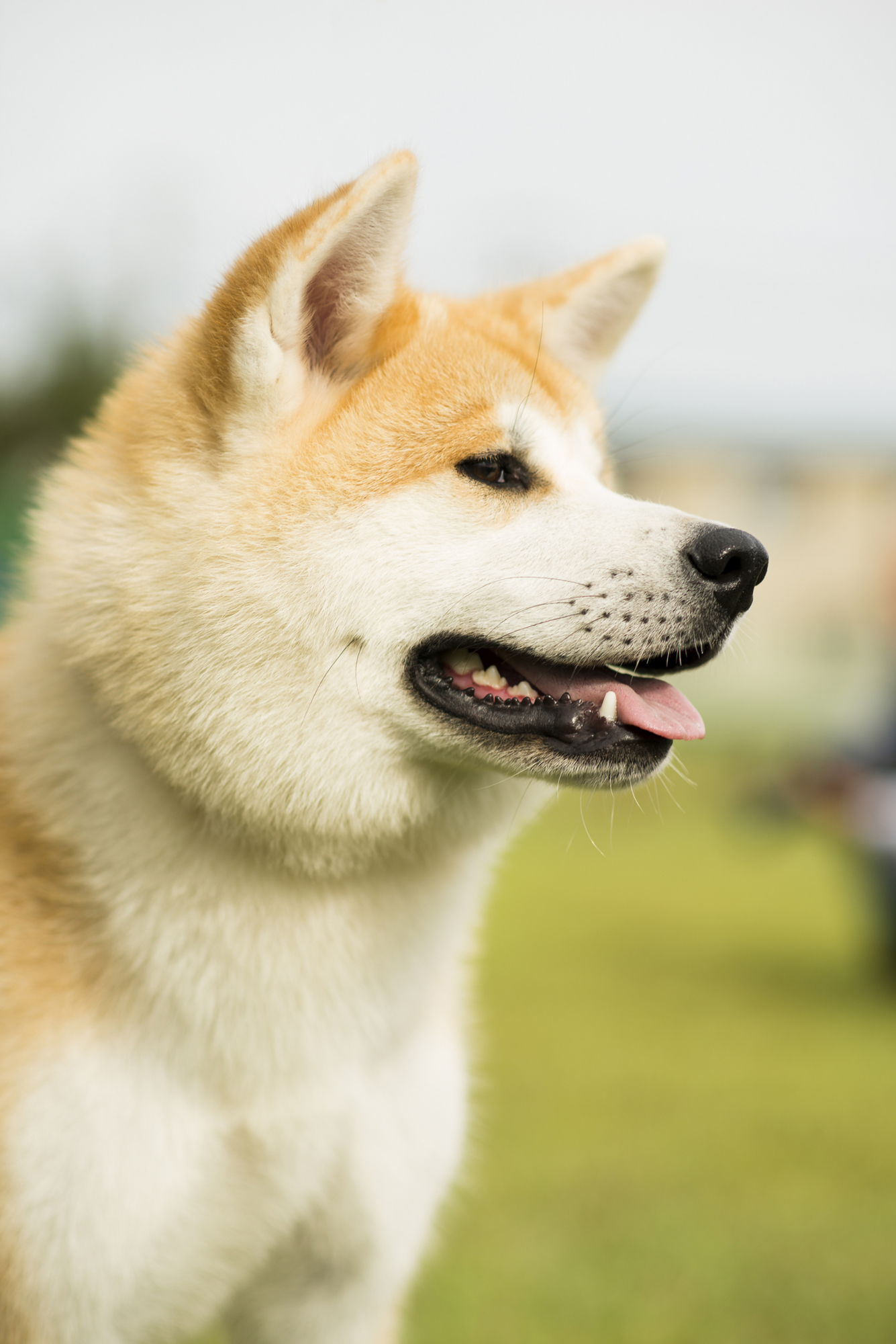 Akitas in Japan give a dog a good name | The Japan Times