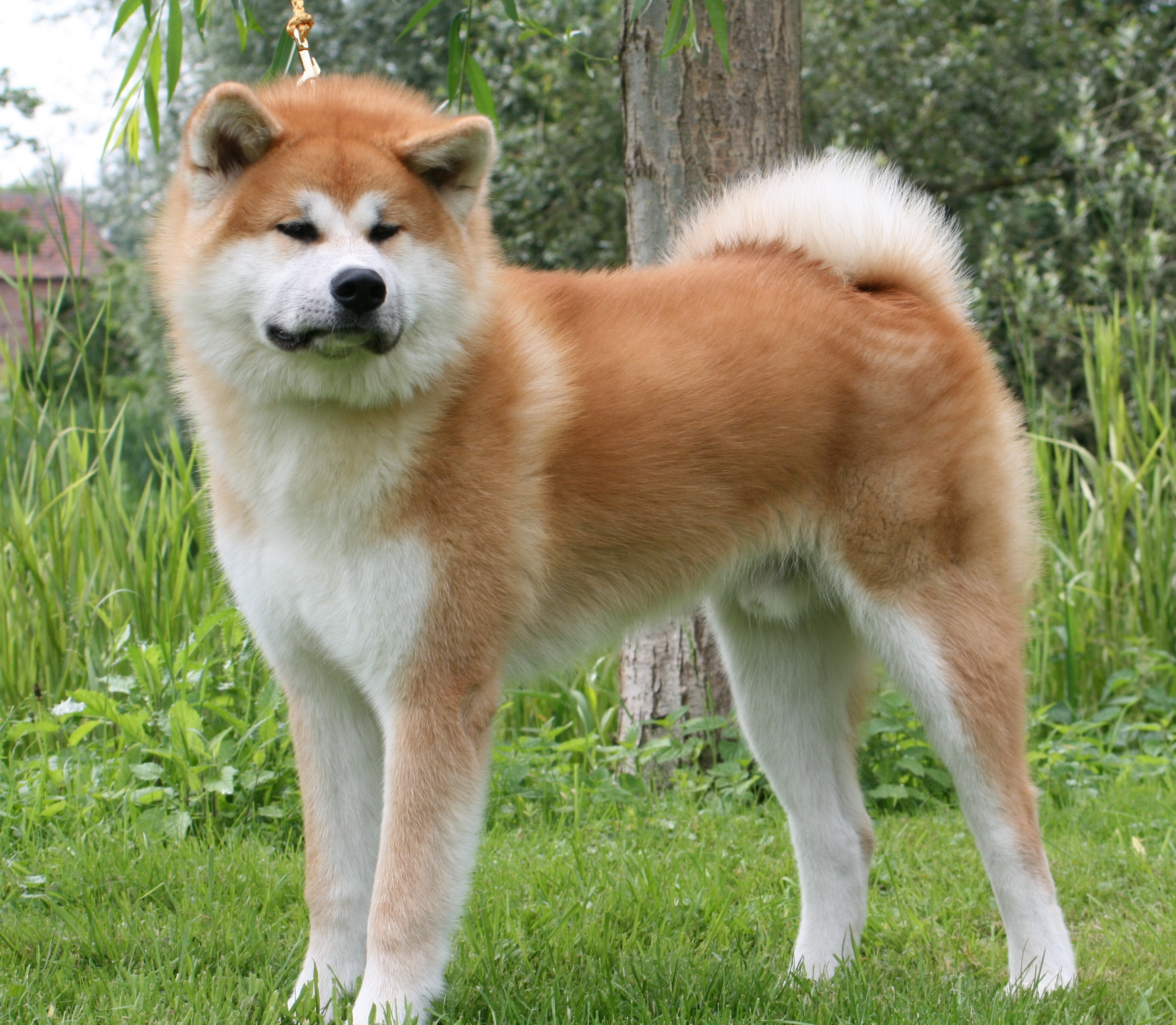 Akita Dog, Puppies, Diet, Breeding, Pictures, Habitat, Behaviour ~ Puppy