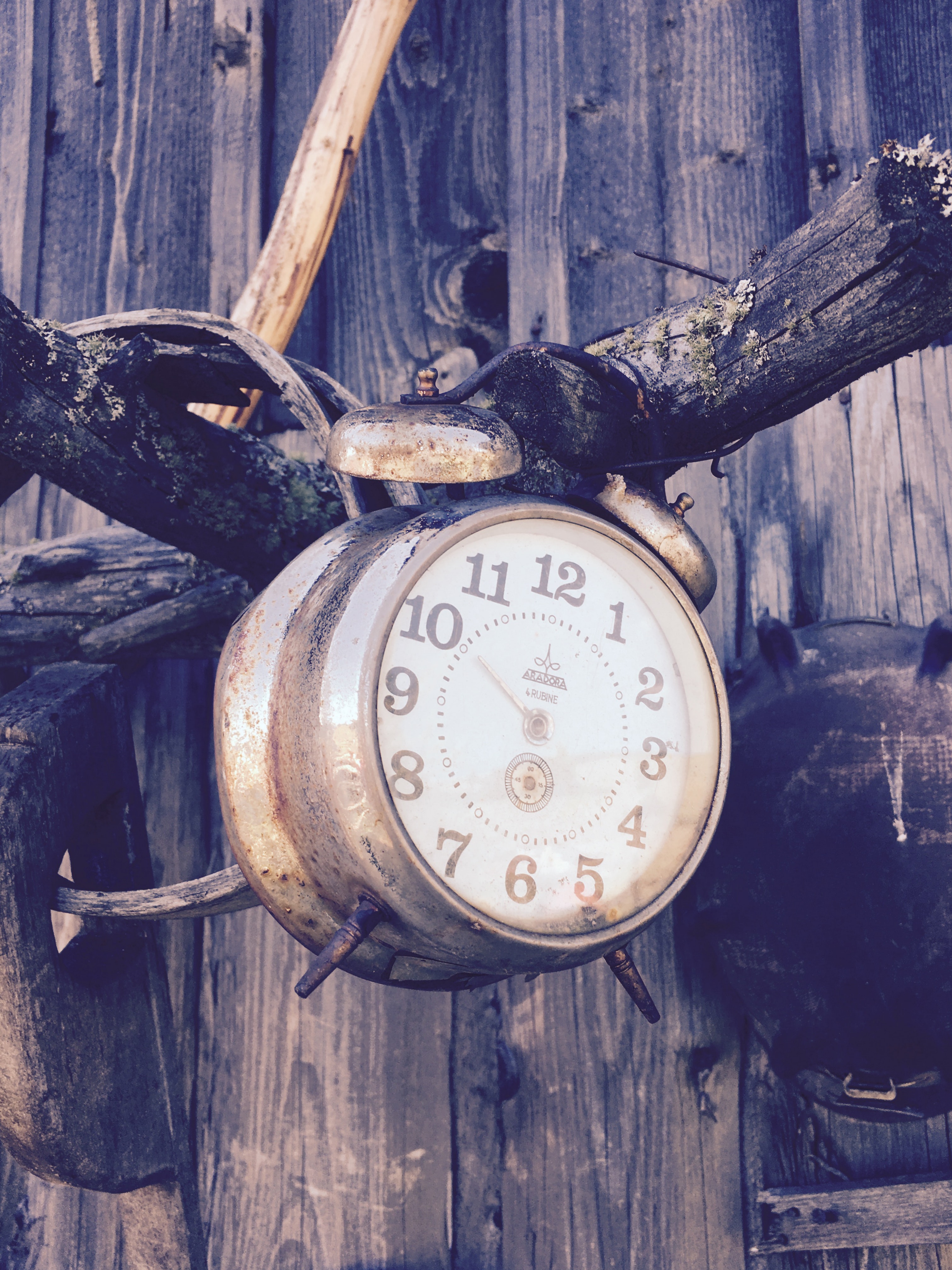 Alarm Clock Hanging on Branch, Alarm clock, Rusty, Wood, Vintage, HQ Photo
