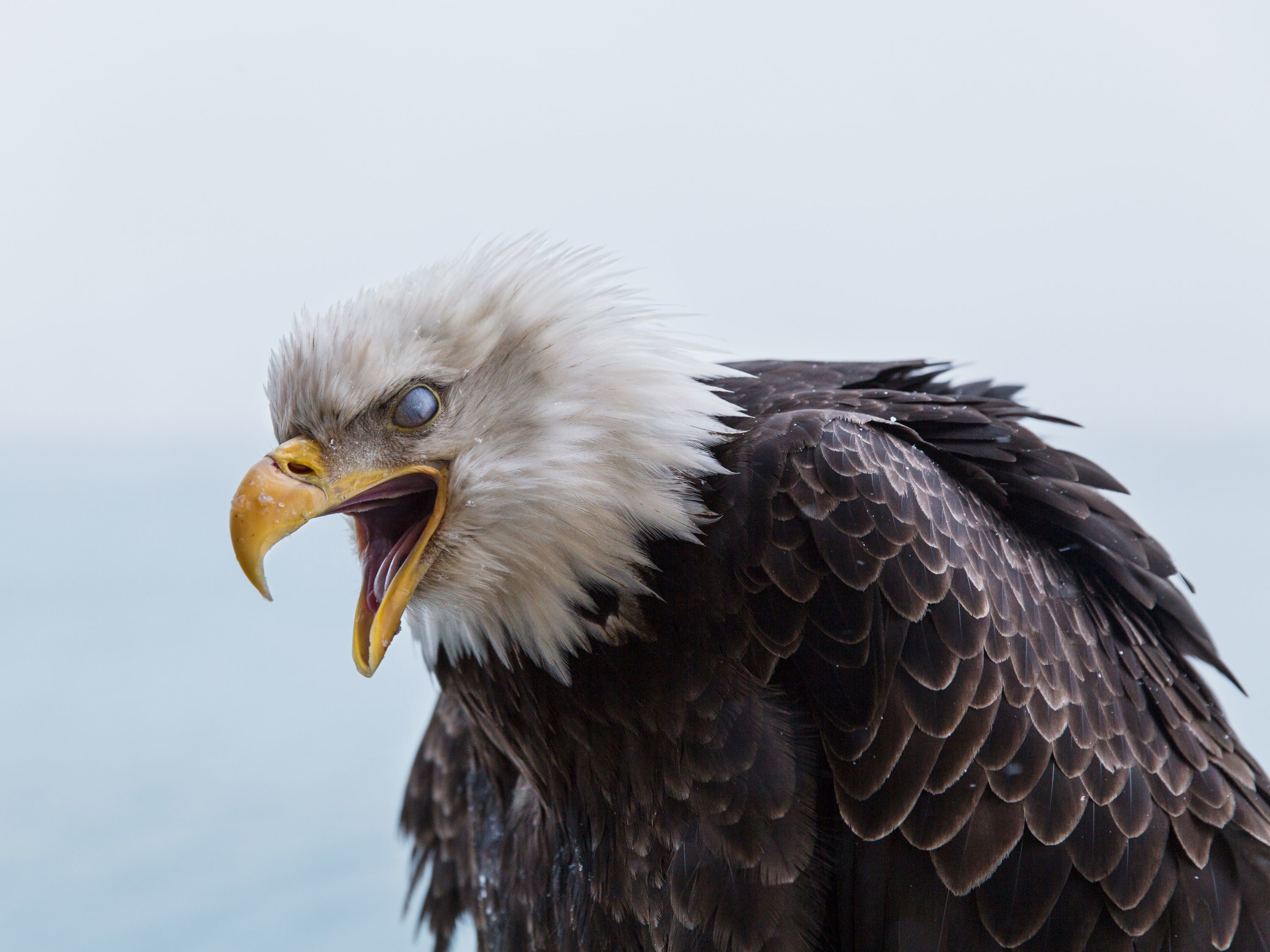 The Alaskan Harbor Where Bald Eagles Scavenge Like Pigeons | WIRED
