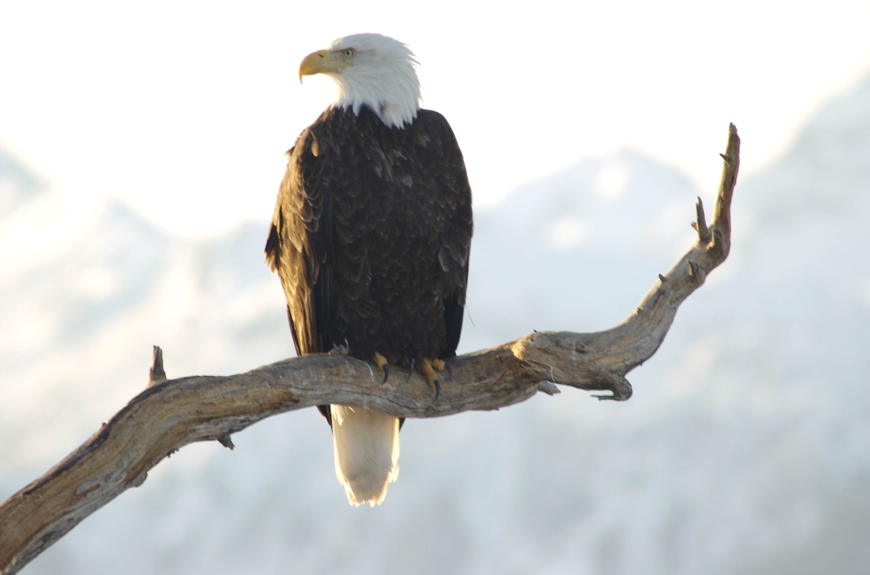 File:Bald Eagle Alaska (16).jpg - Wikimedia Commons