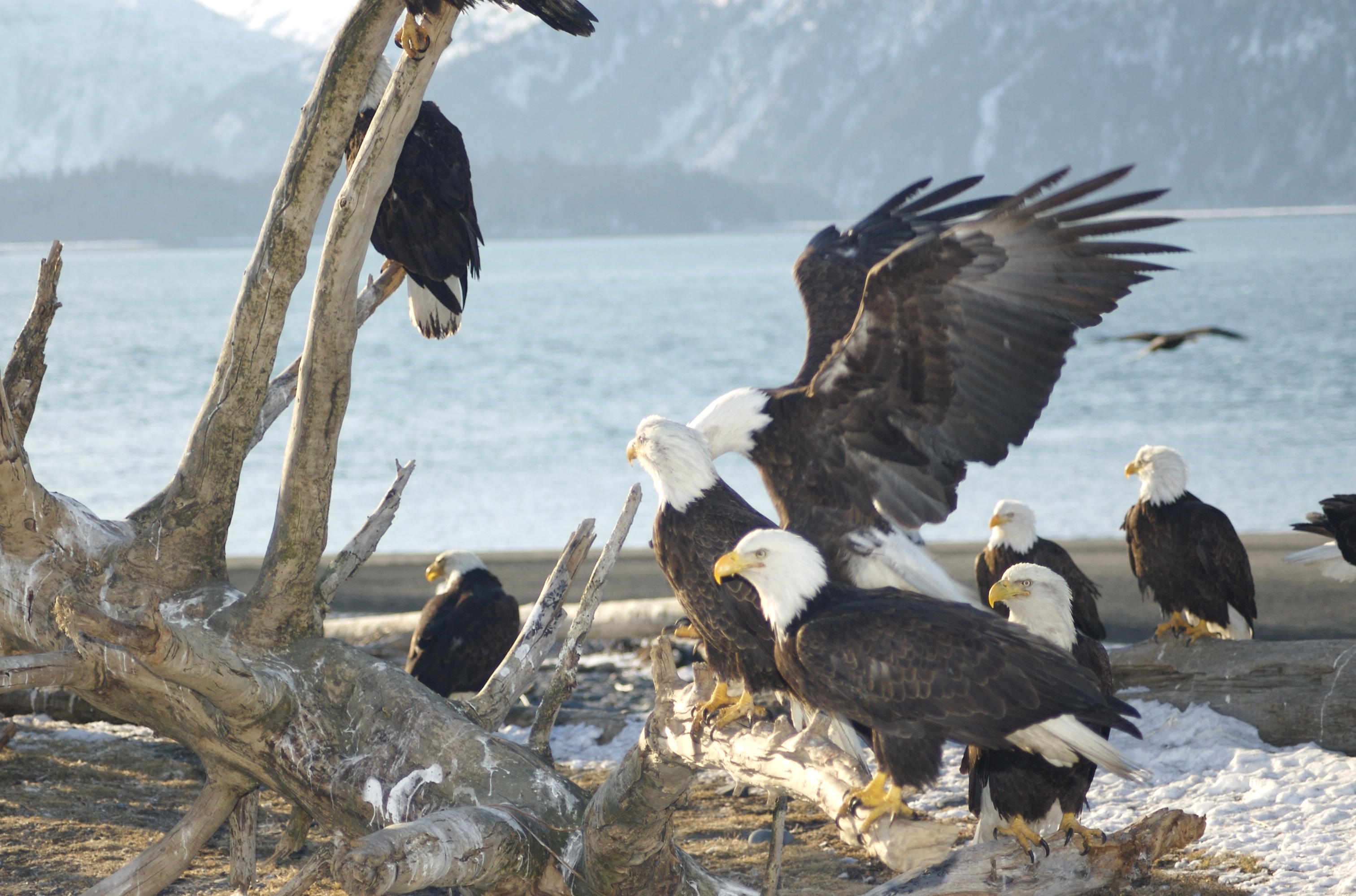 File:Bald Eagles Alaska.jpg - Wikimedia Commons