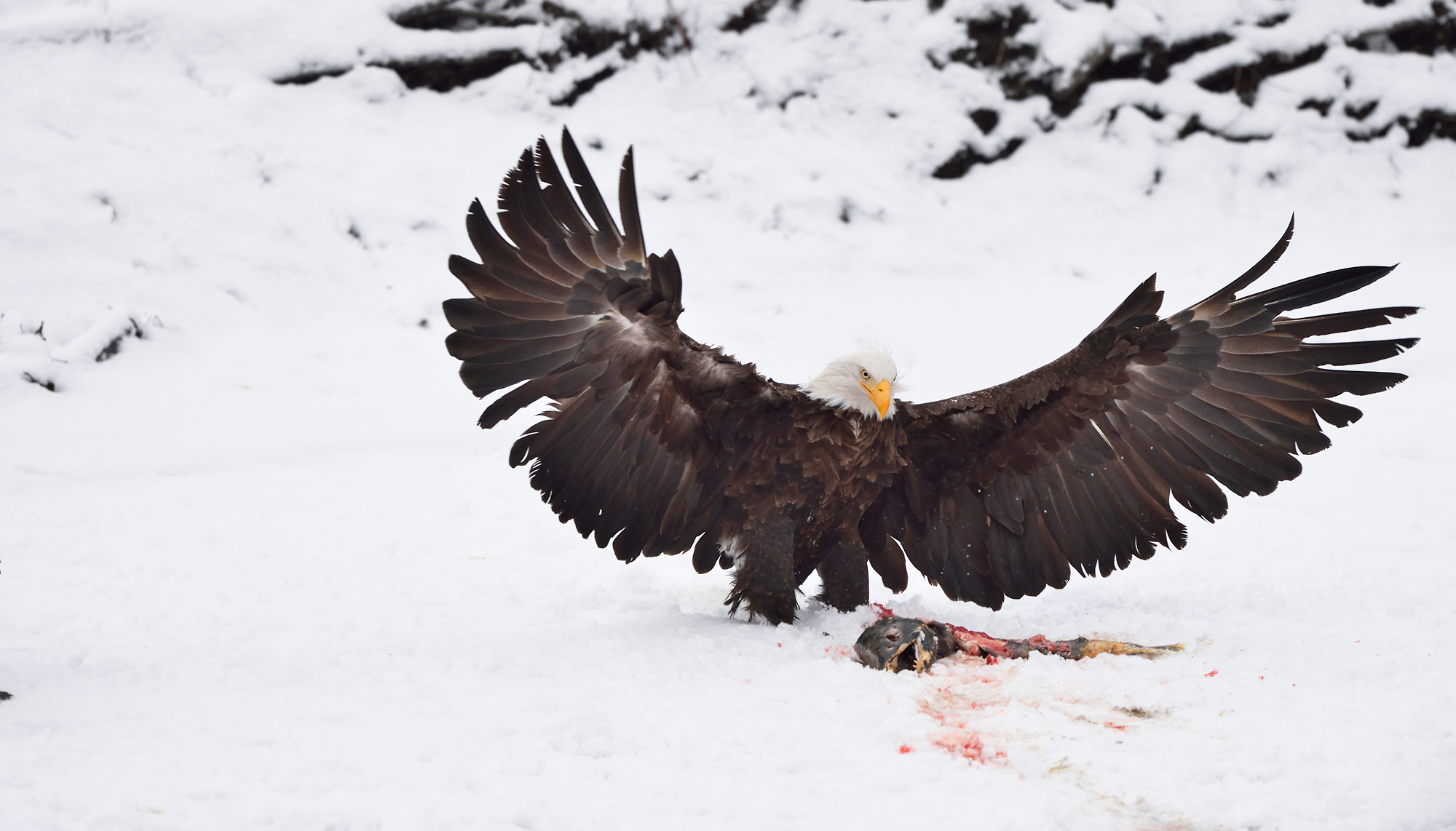 Alaska Bald Eagle Photo Tour | Bald Eagle Photography Workshop Haines