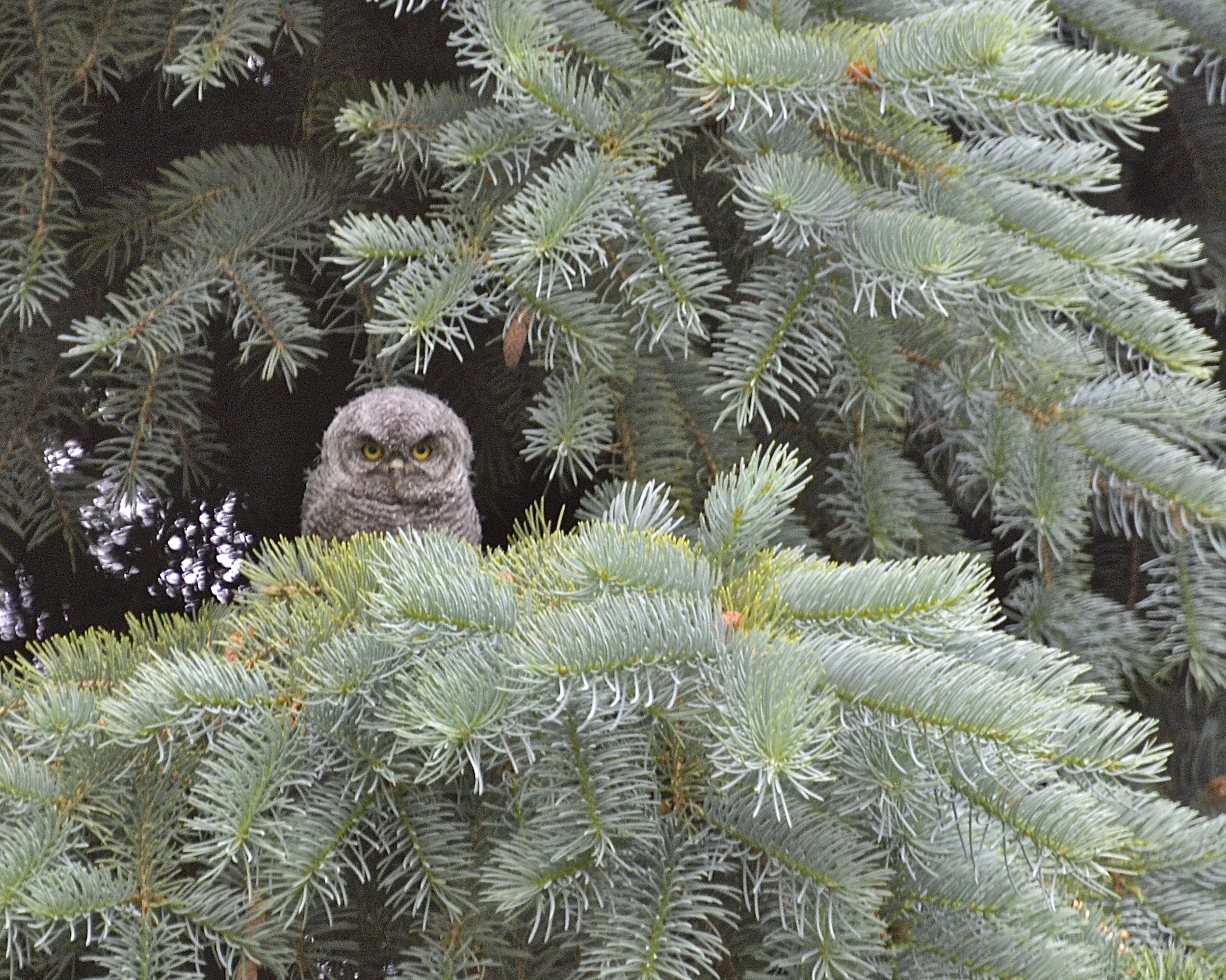 Baby Owl in Fat Albert Tree. One or two days after leaving the nest ...