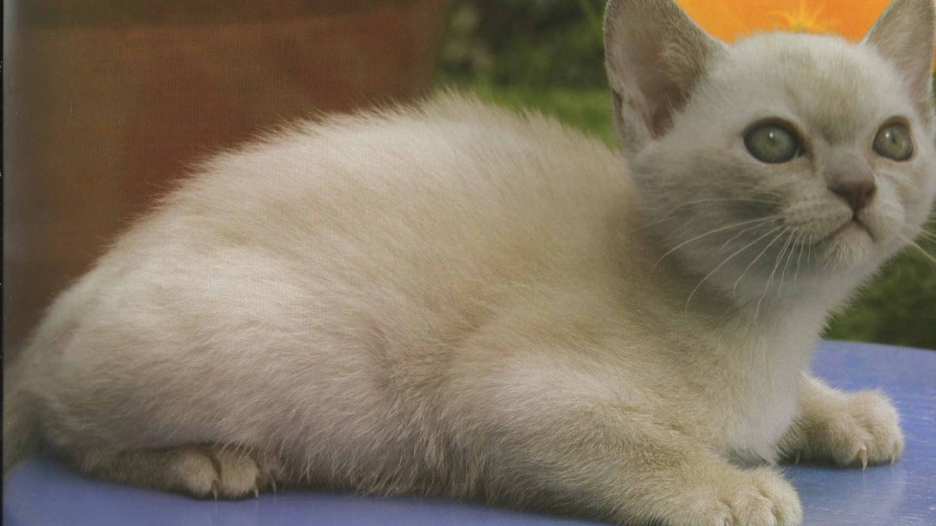 Albino burmese kitten photo