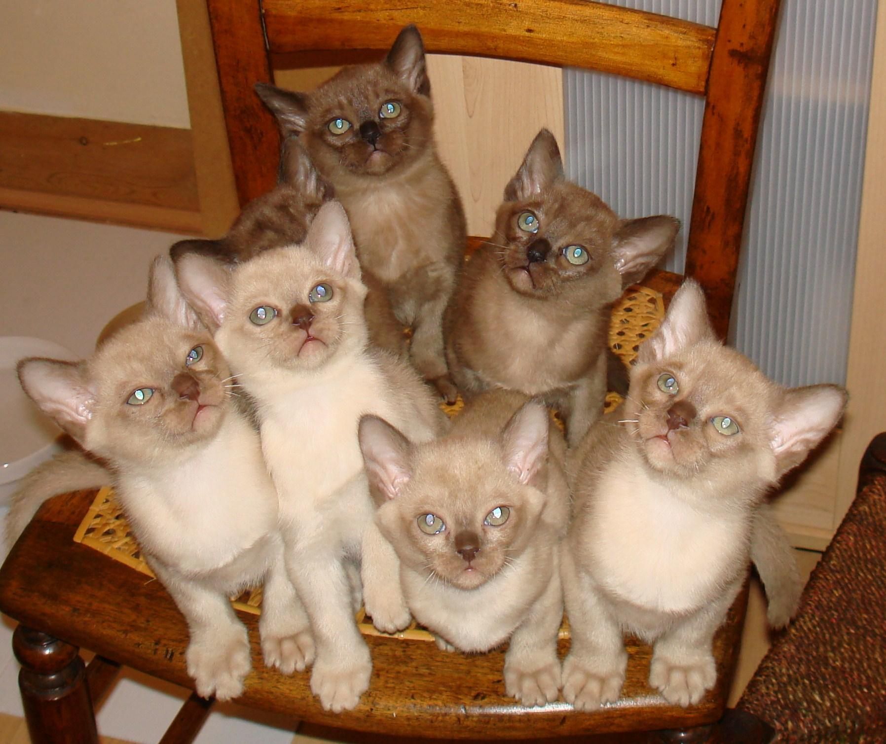 Burmese Kittens~ We have a Burmese Cat:) | Furry Babies | Pinterest ...