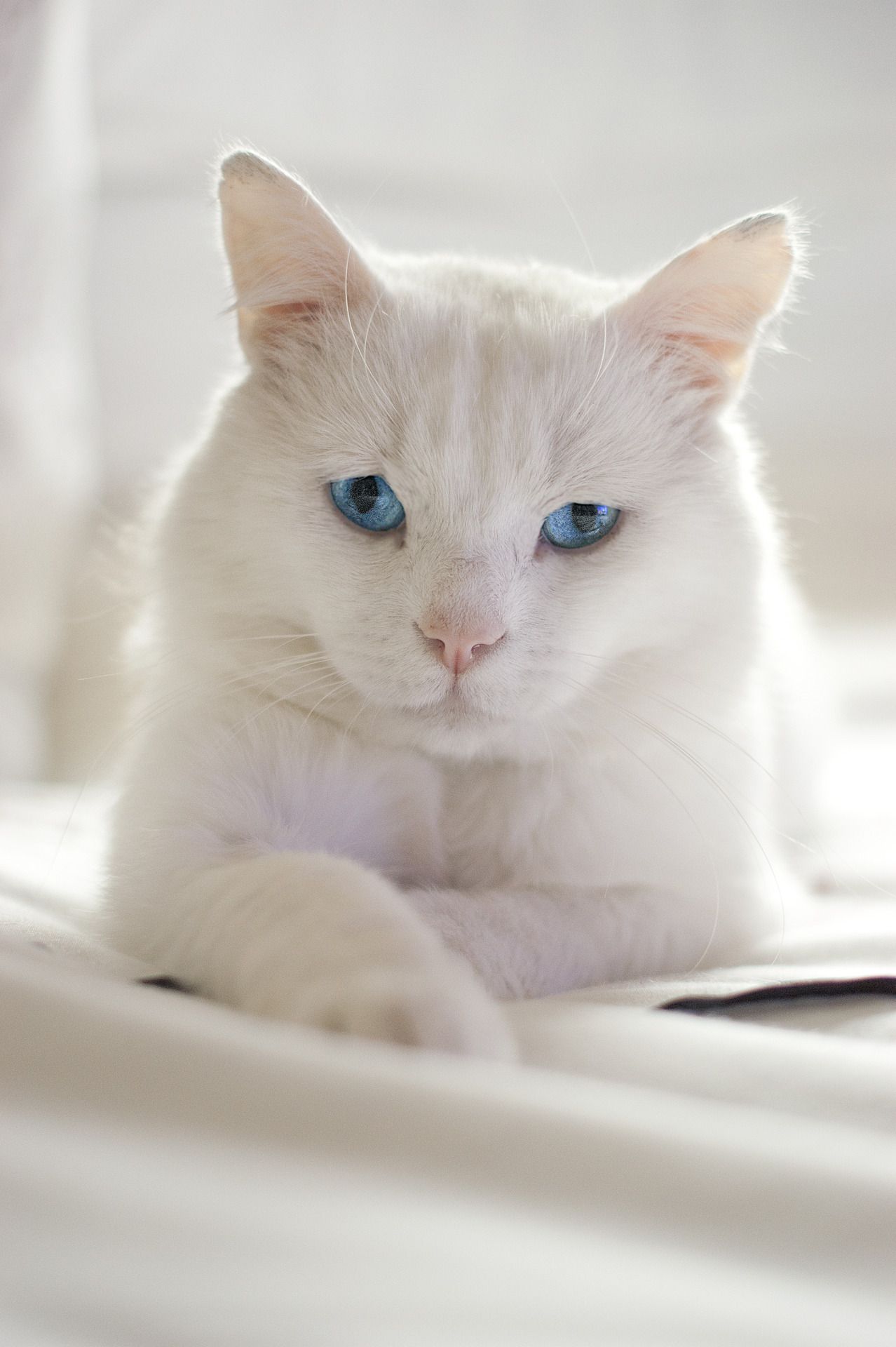 Beautiful Cat! I've always wanted a white cat with blue eyes ...