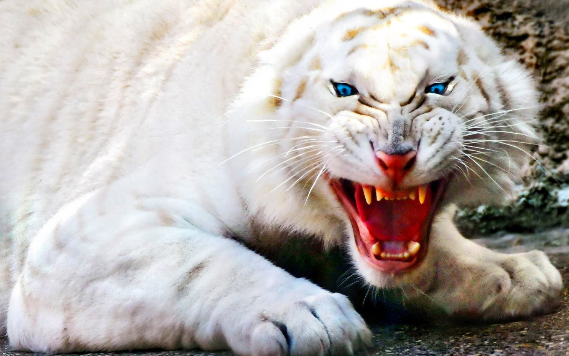 Albino tiger photo