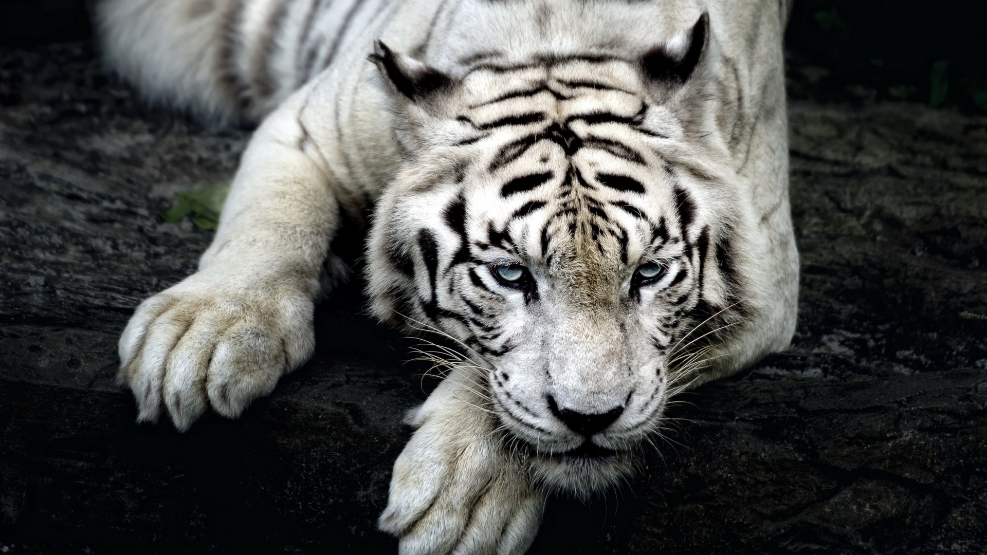 Download Wallpaper 1920x1080 tiger, albino, lie, muzzle Full HD ...