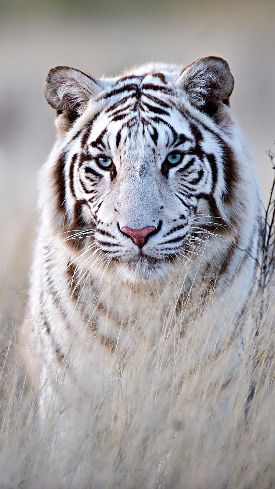 White tiger | Animals White & Albino | Pinterest | Albino, Tigers ...